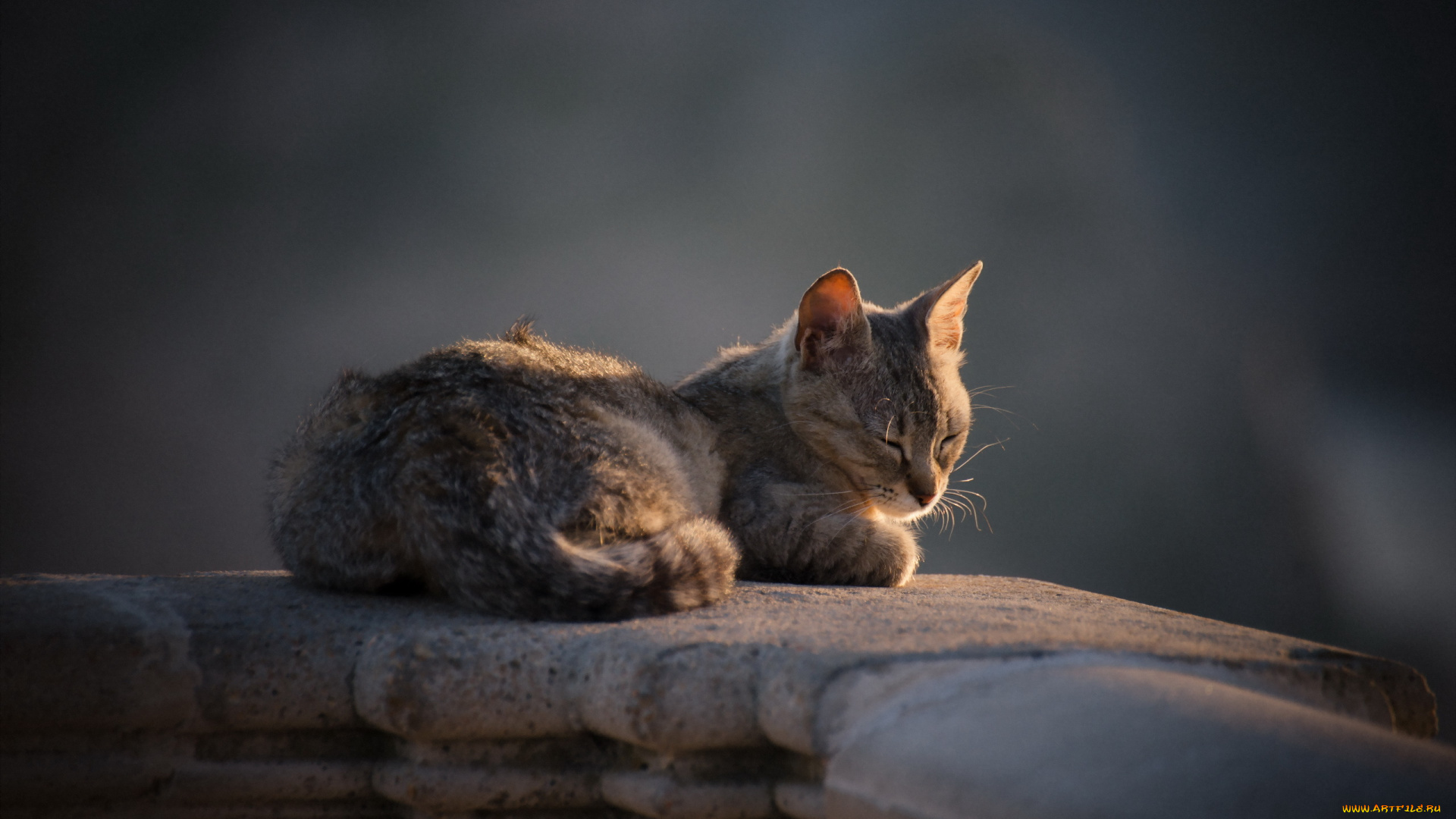 животные, коты, кошка, фон, взгляд