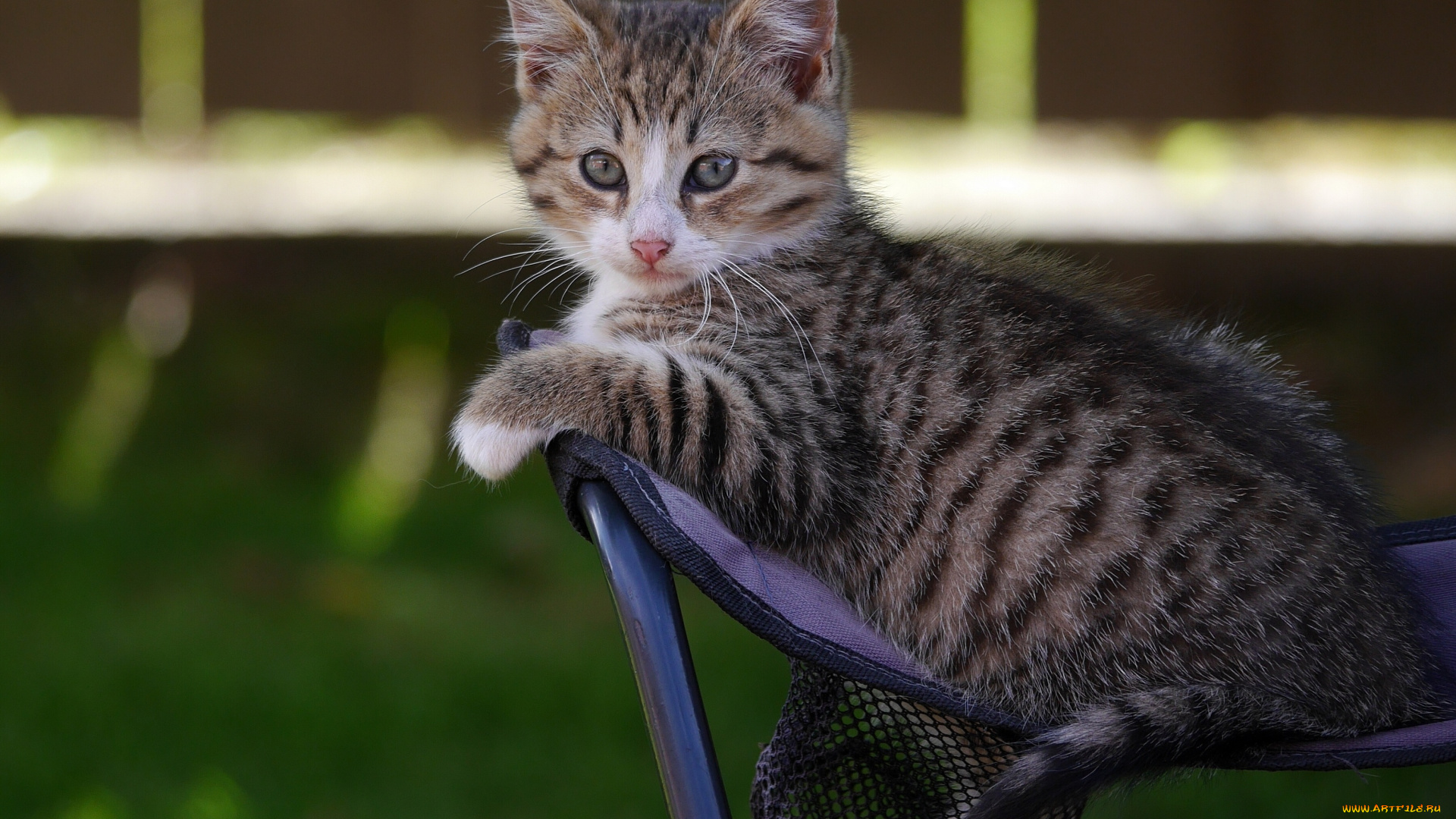 животные, коты, взгляд, котёнок, малыш