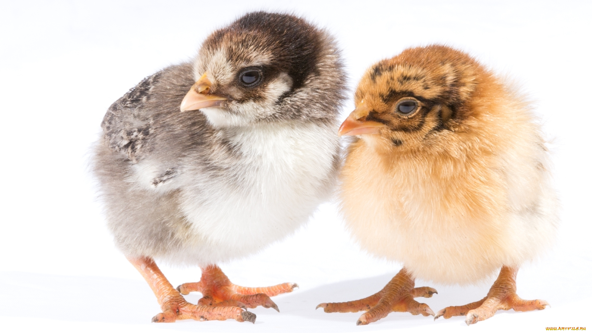 животные, куры, , петухи, птица, малыши, парочка, цыпленок