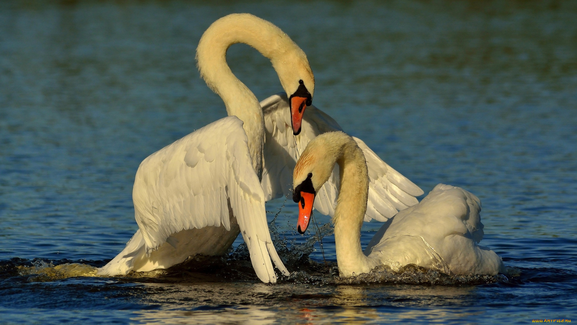 животные, лебеди, птицы, вода, крылья, любовь, парочка