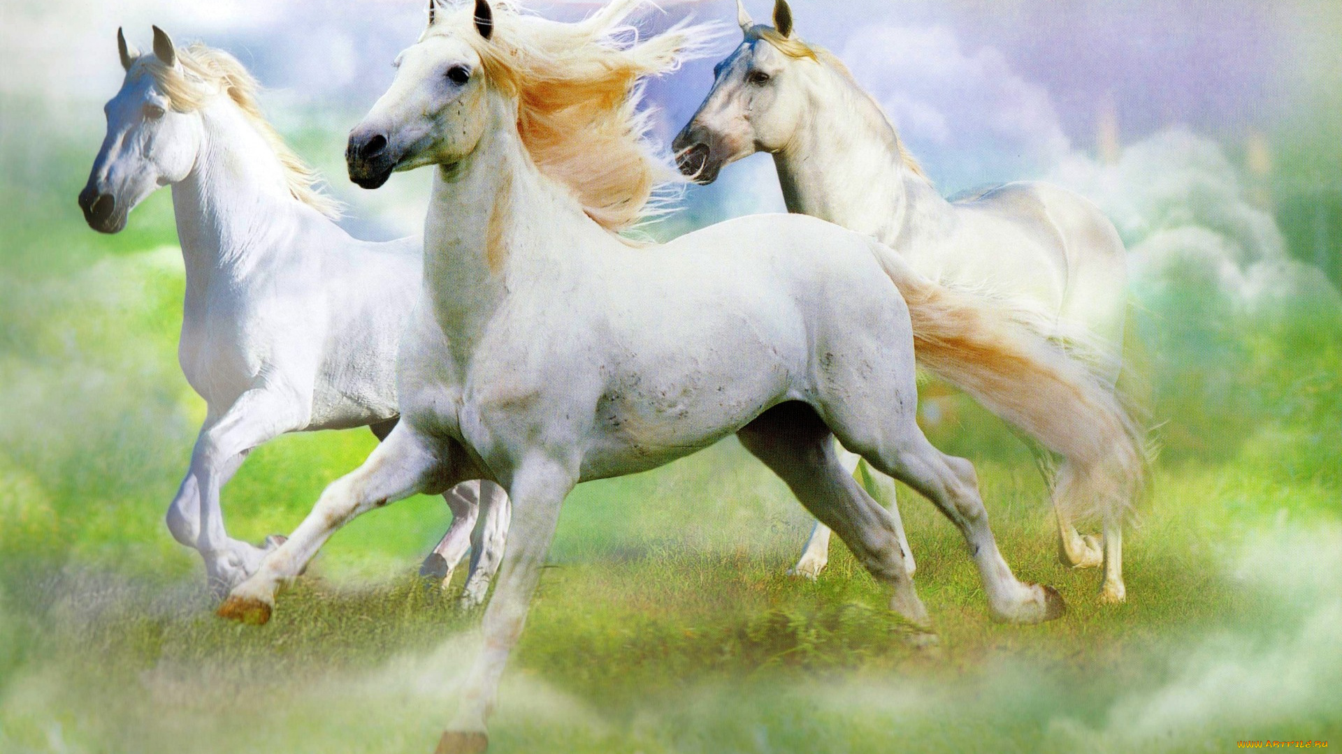 животные, лошади, кони, галоп, жеребцы, андалузские, белые