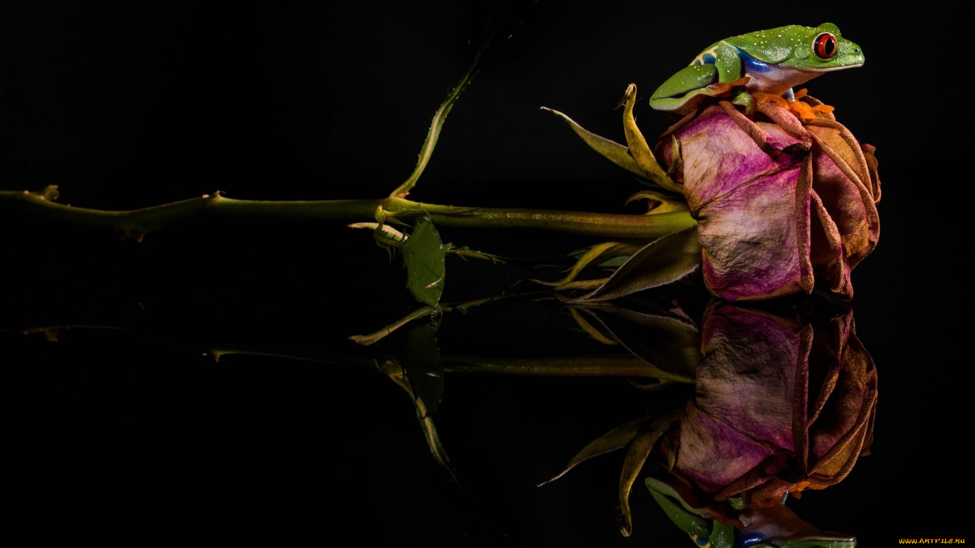 животные, лягушки, засохшая, роза, зеленая, лягушка, цветок
