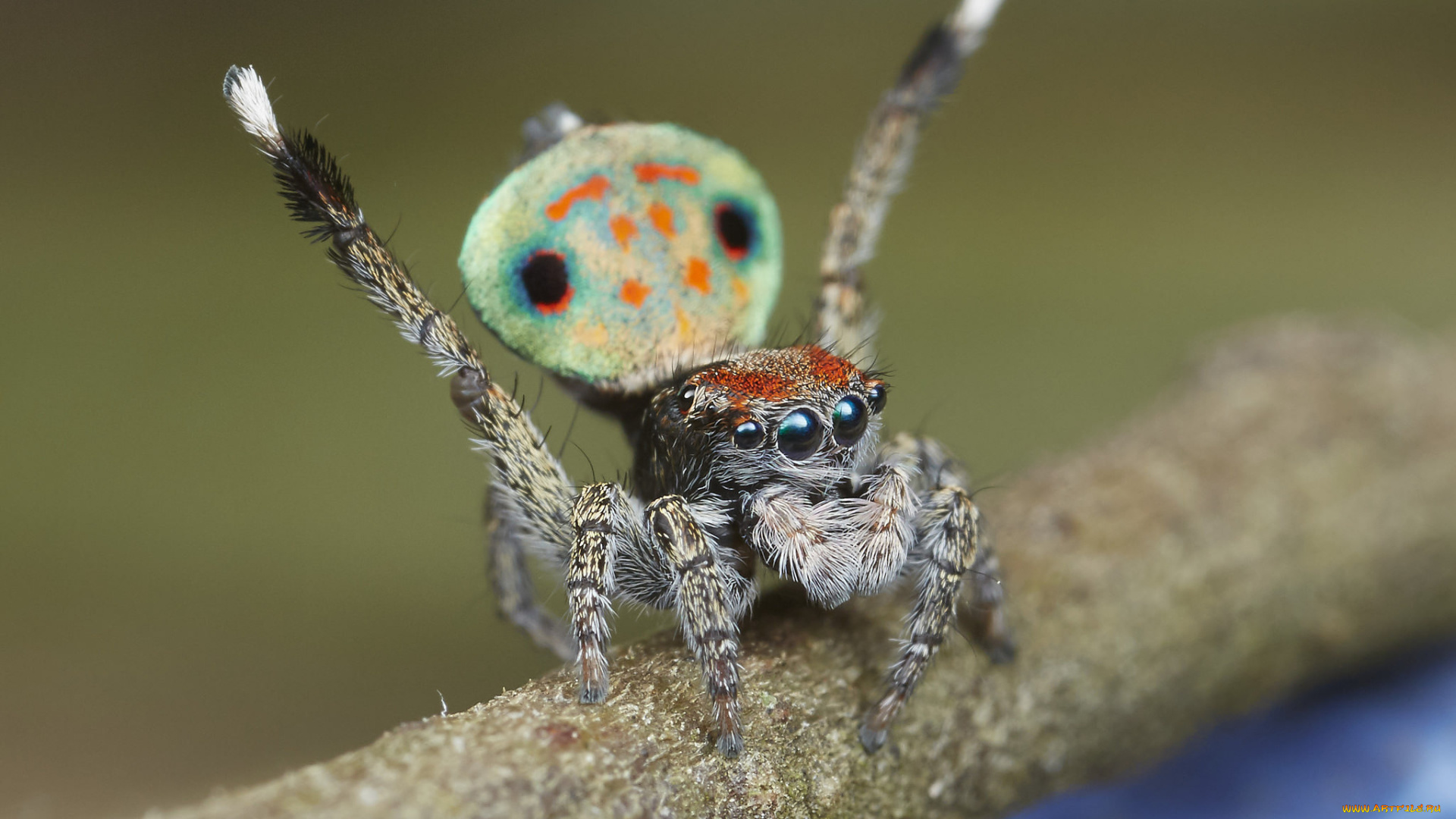 животные, пауки, джампер, глазки, лапки, паук, макро