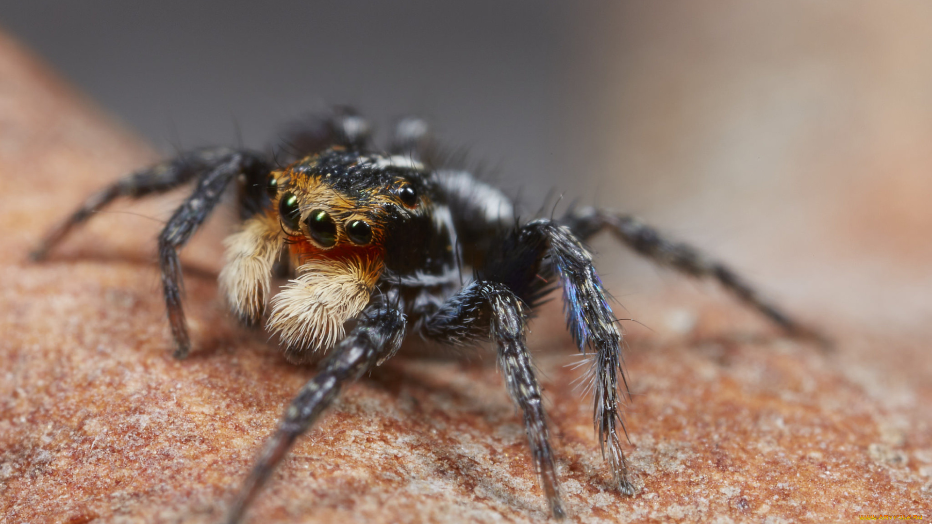 животные, пауки, джампер, глазки, лапки, паук, макро