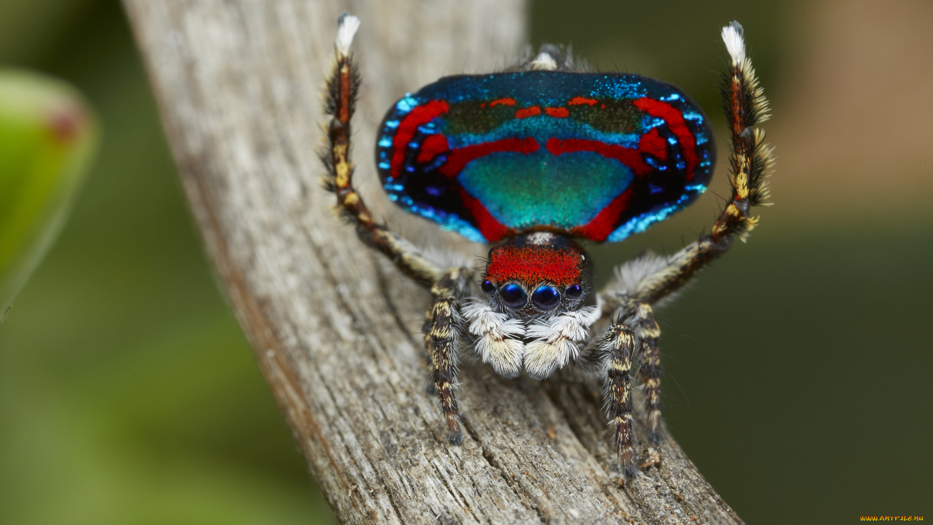 животные, пауки, джампер, глазки, лапки, паук, макро