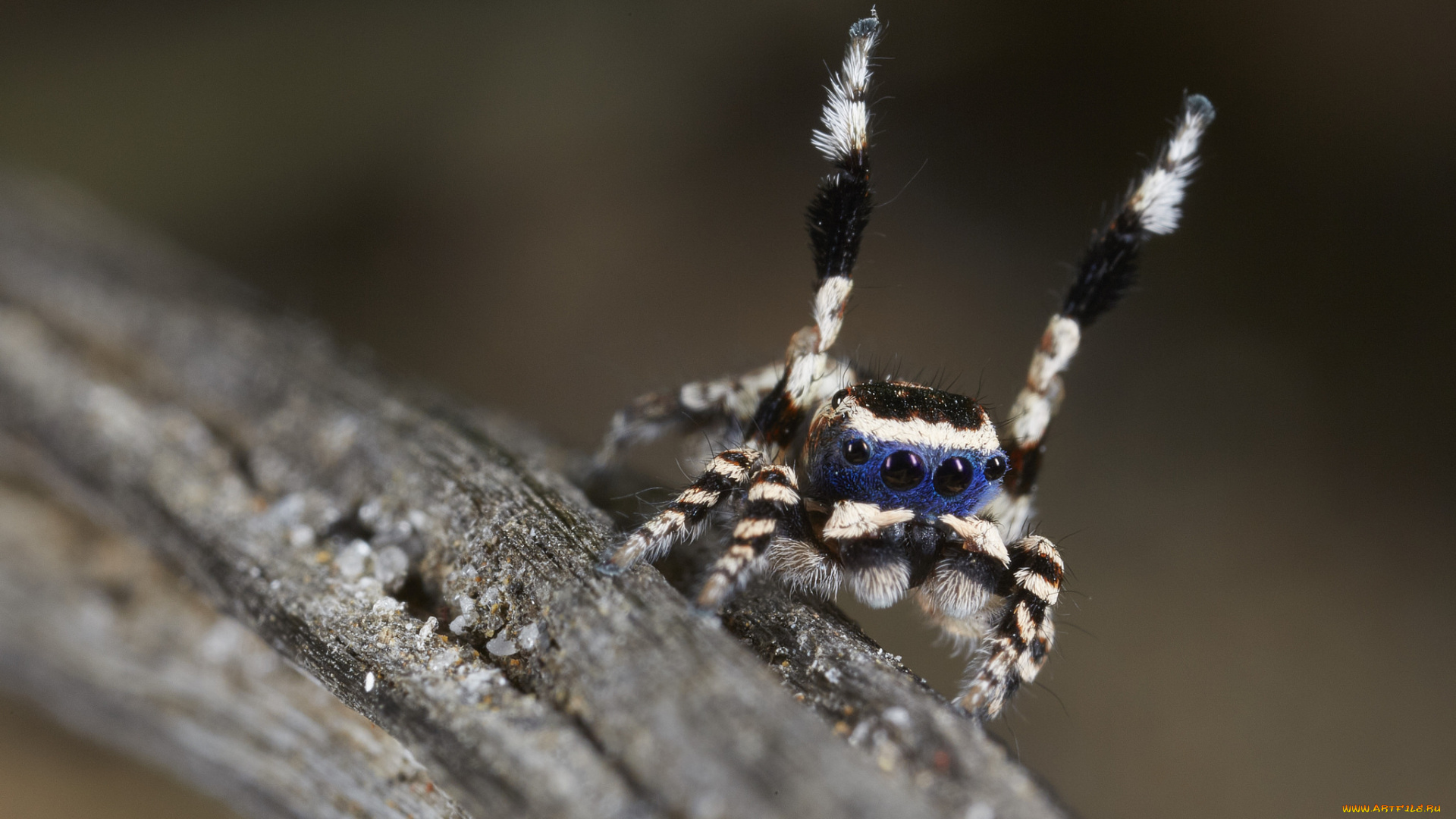 животные, пауки, джампер, лапки, паук, танец