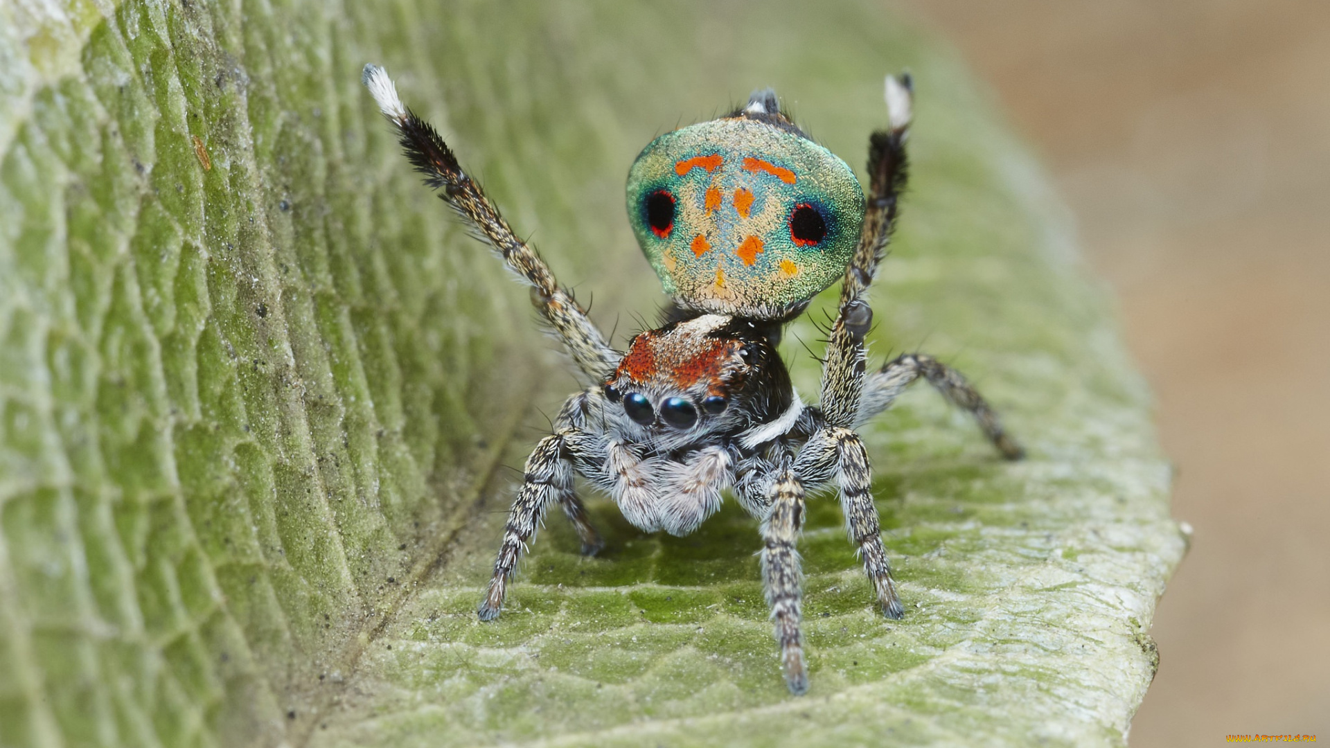 животные, пауки, глазки, лапки, джампер, паук, макро