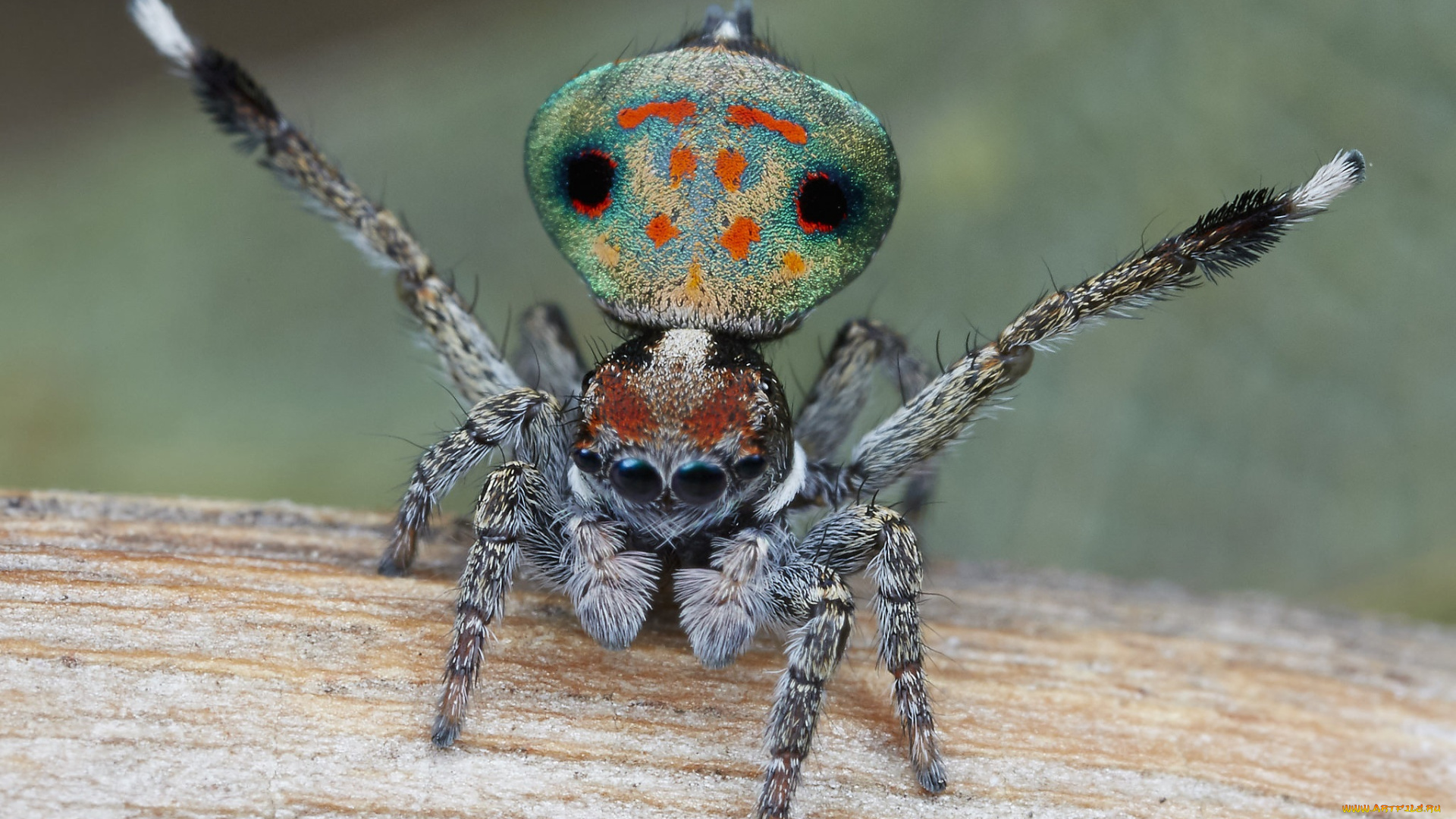 животные, пауки, глазки, лапки, макро, паук, джампер