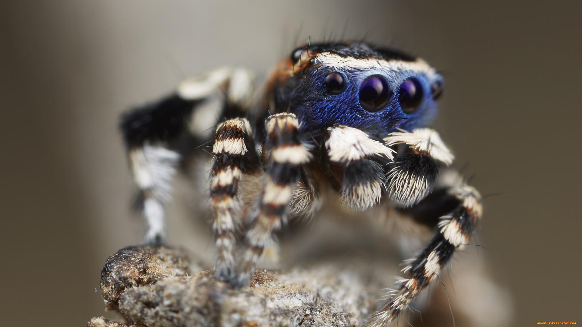 животные, пауки, глазки, лапки, паук, макро, джампер