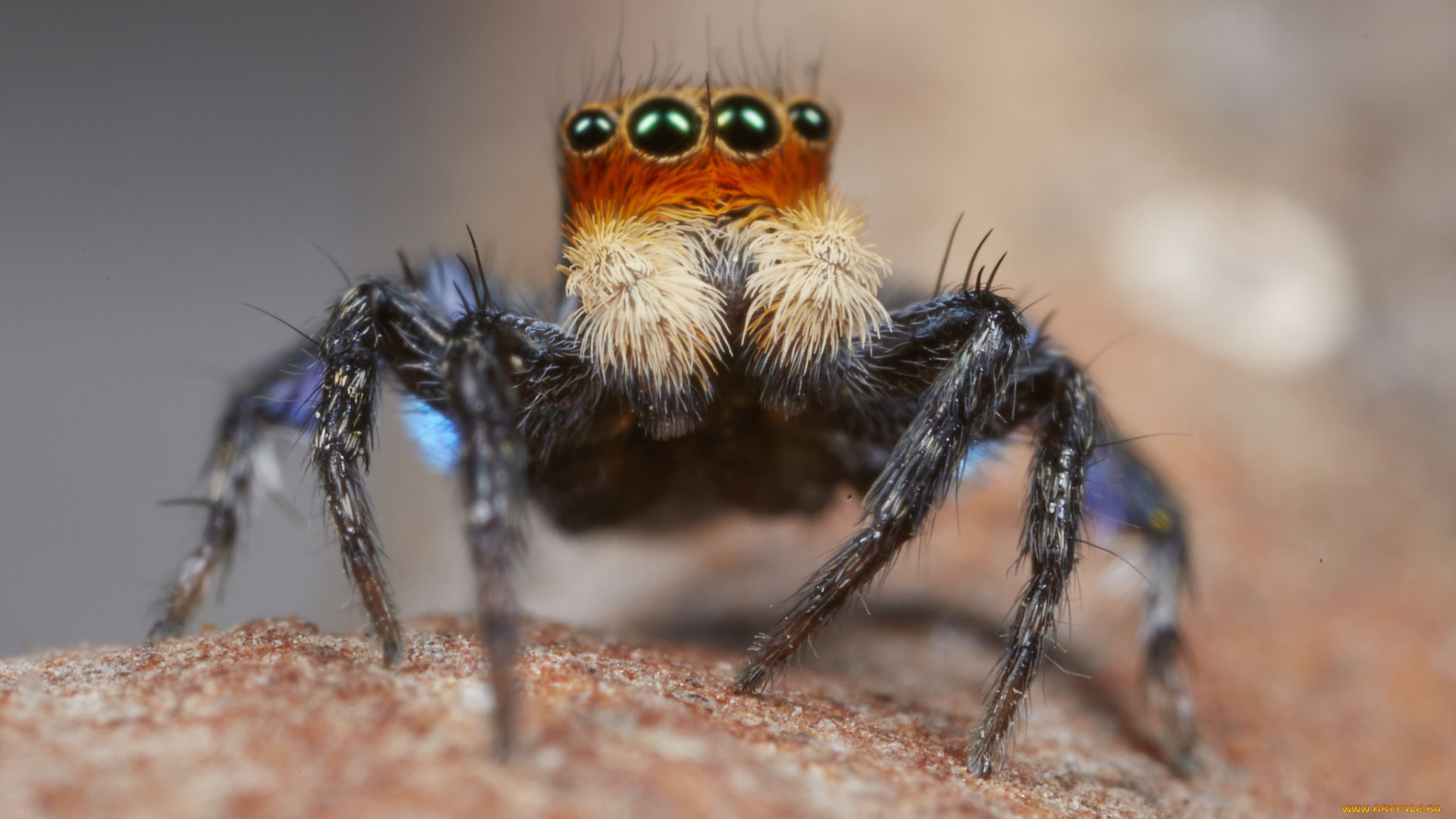 животные, пауки, лапки, паук, макро, джампер, глазки
