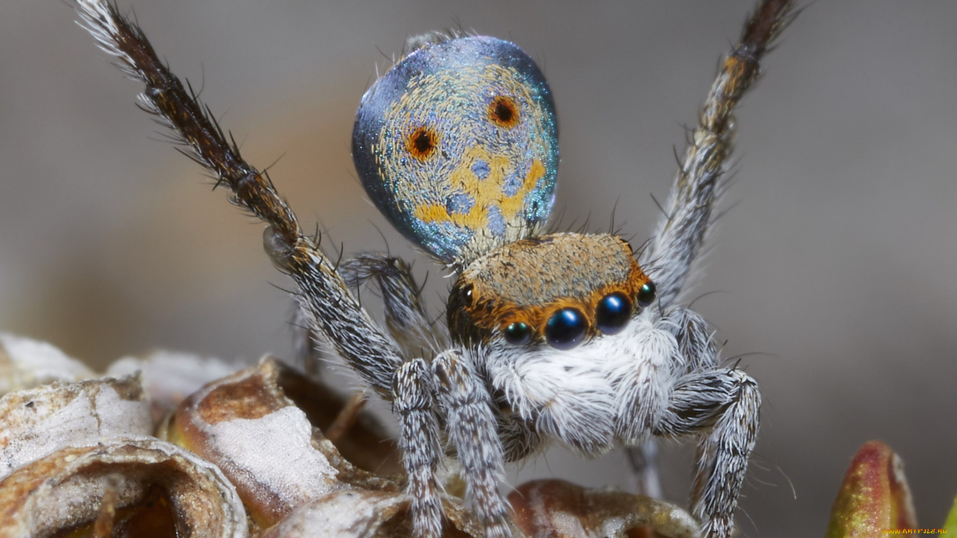 животные, пауки, лапки, паук, макро, джампер, глазки