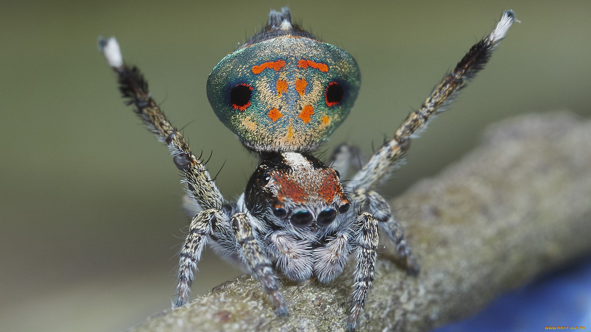 животные, пауки, лапки, паук, макро, джампер, глазки