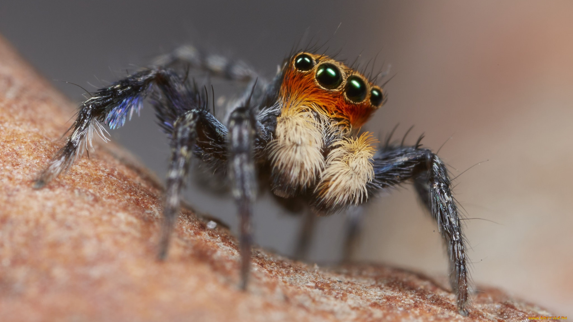 животные, пауки, макро, джампер, глазки, лапки, паук