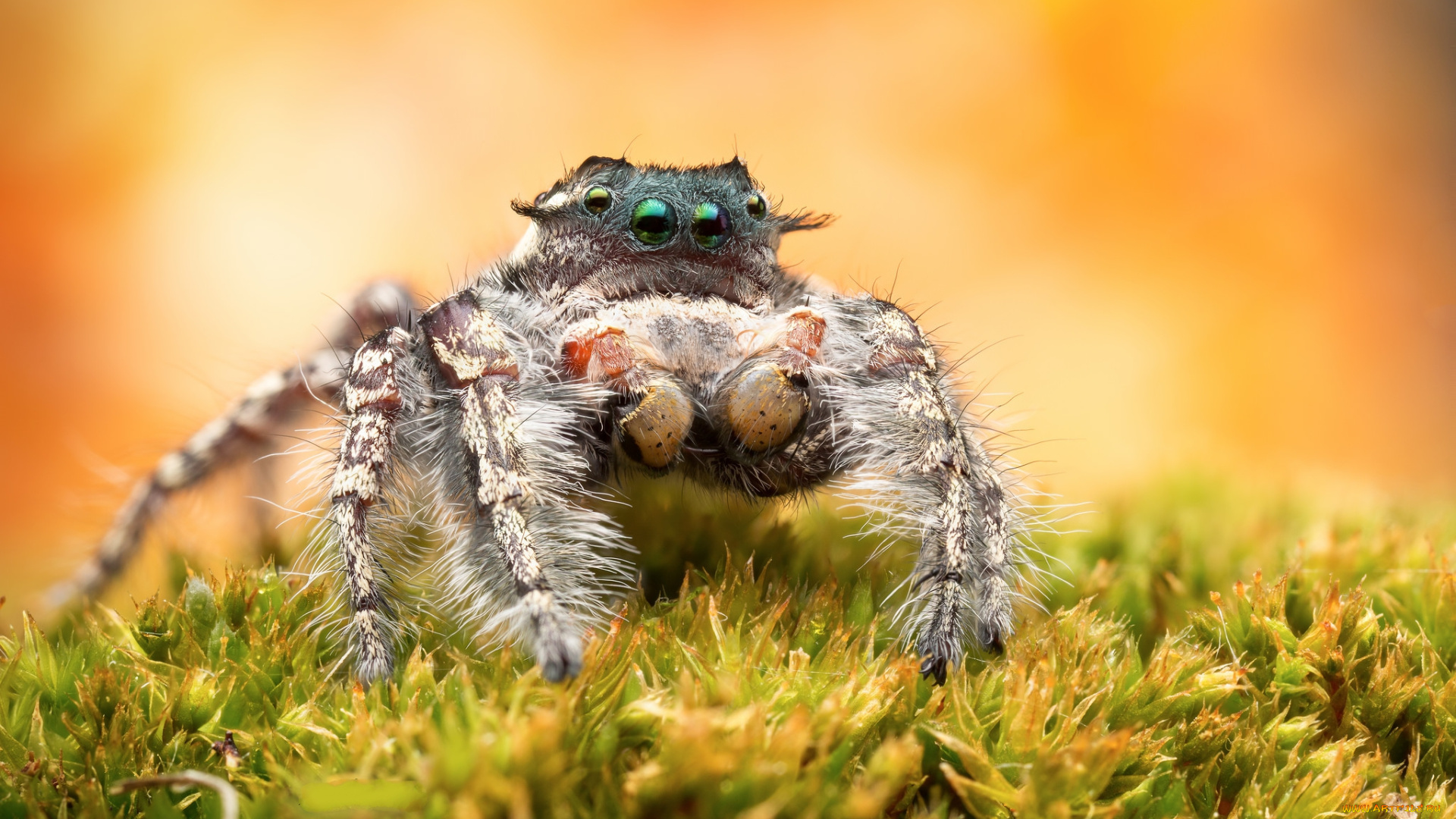 животные, пауки, паучок
