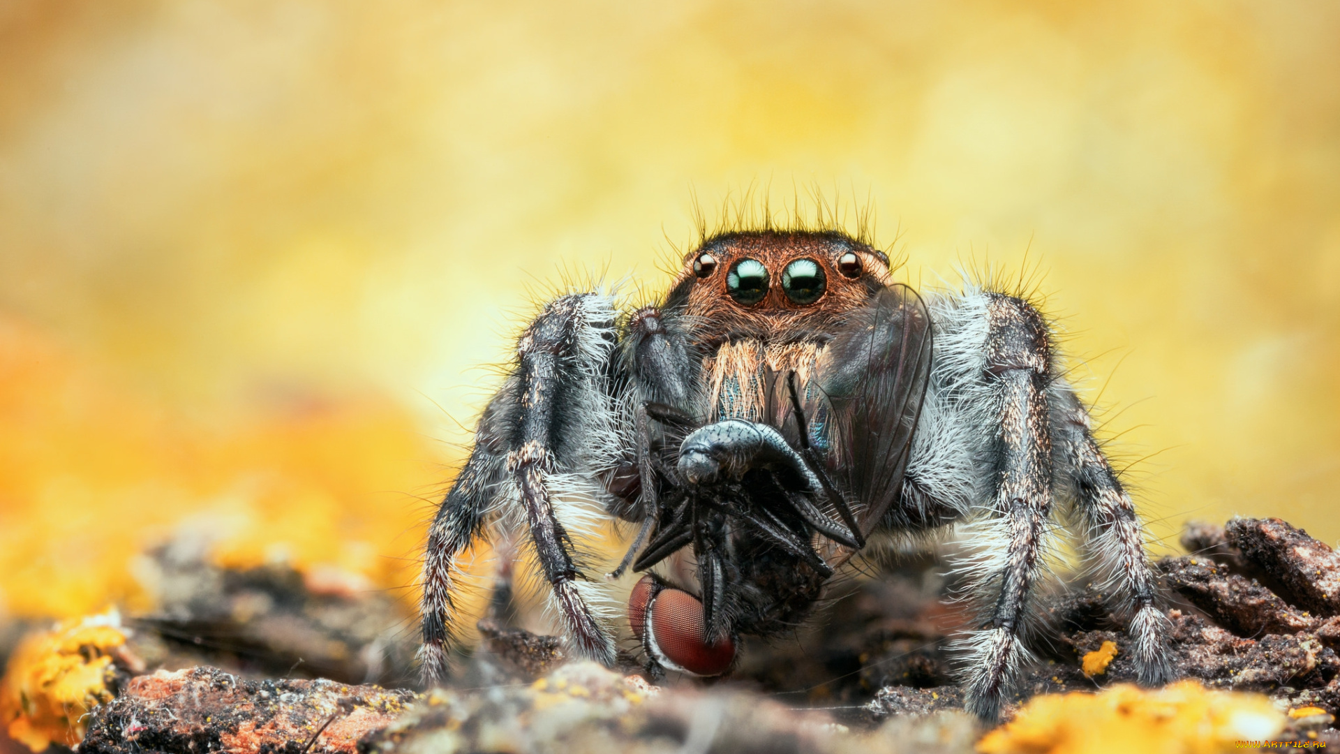 животные, пауки, паучок