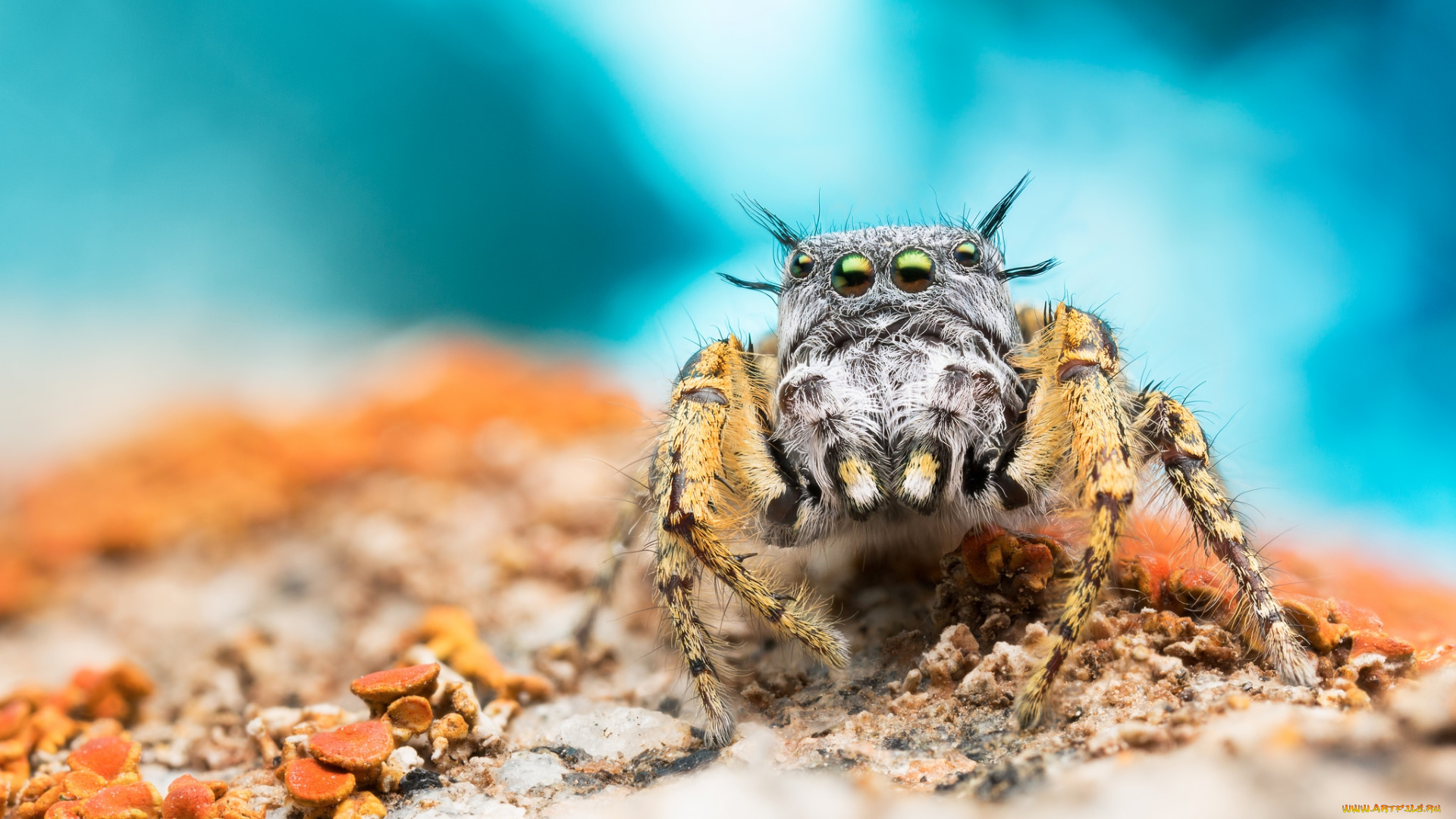 животные, пауки, паучок