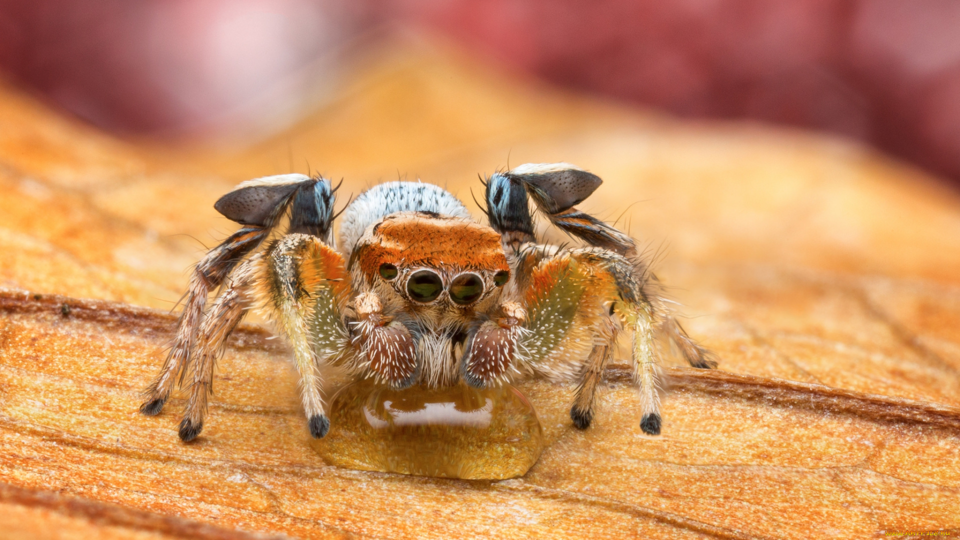 животные, пауки, паучок
