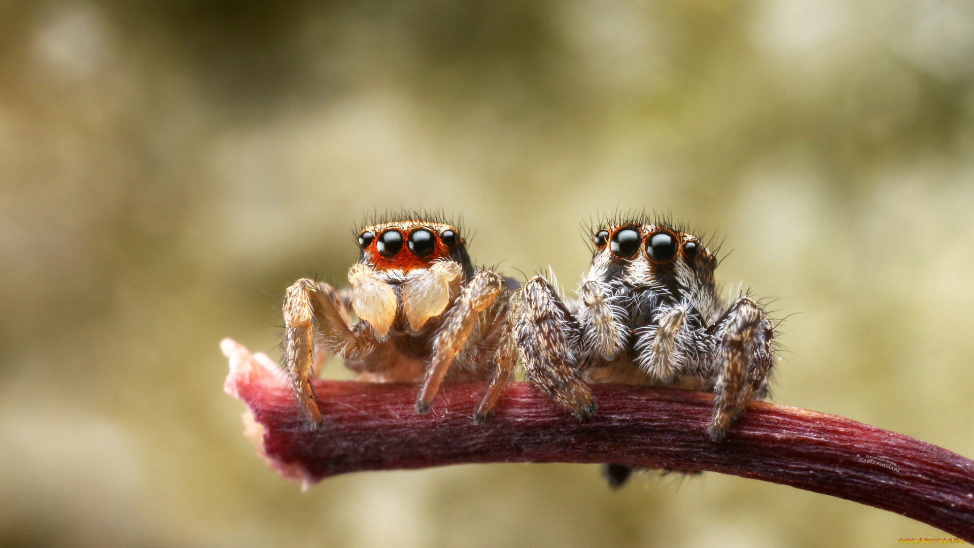 животные, пауки, паучок