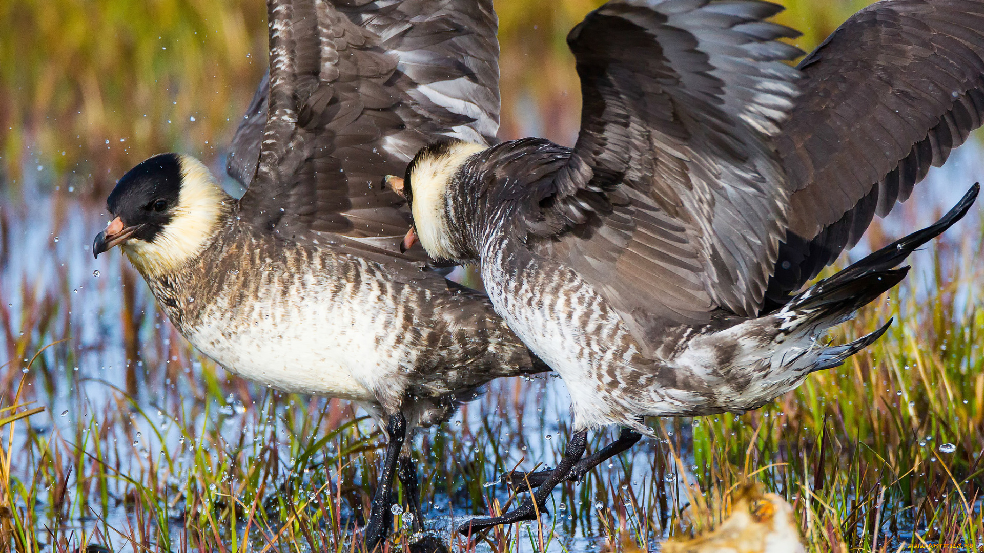животные, птицы, драка, брызги, вода, пара
