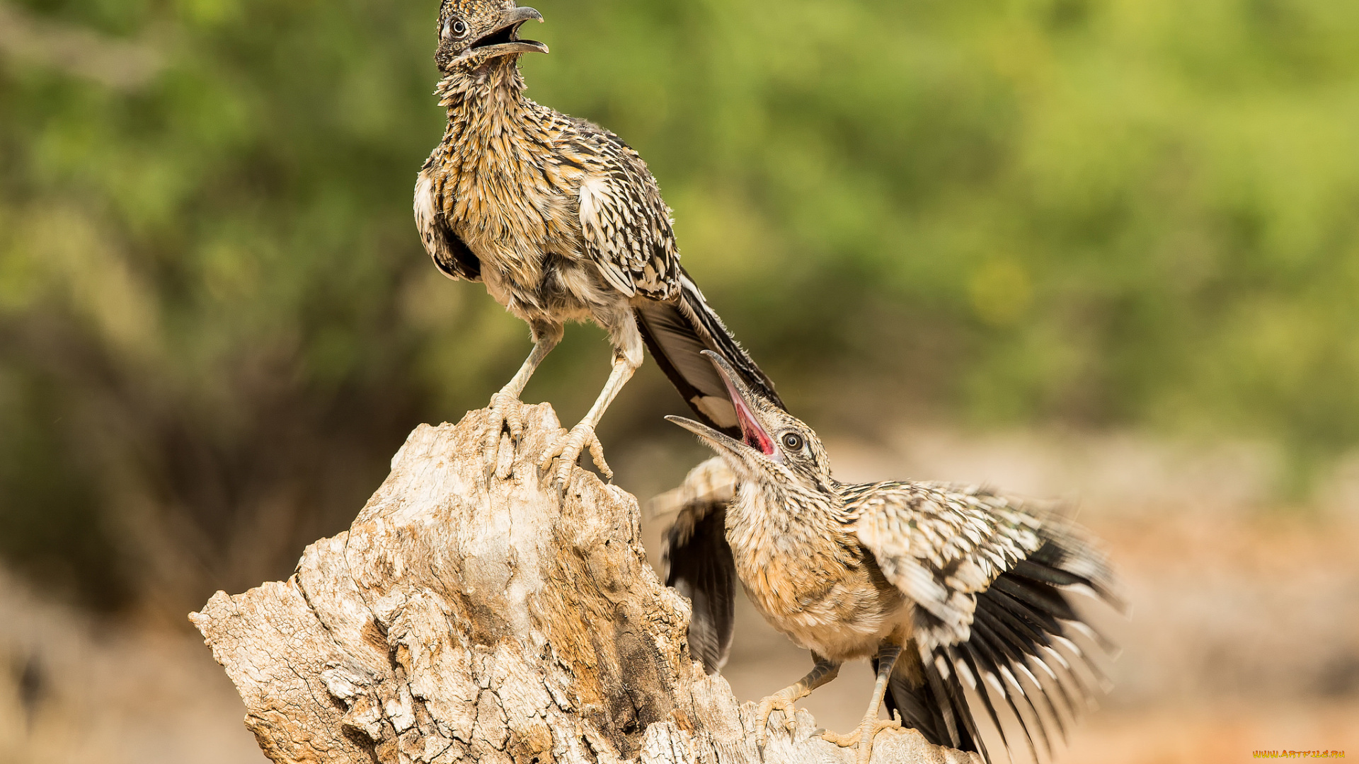 животные, птицы, пара