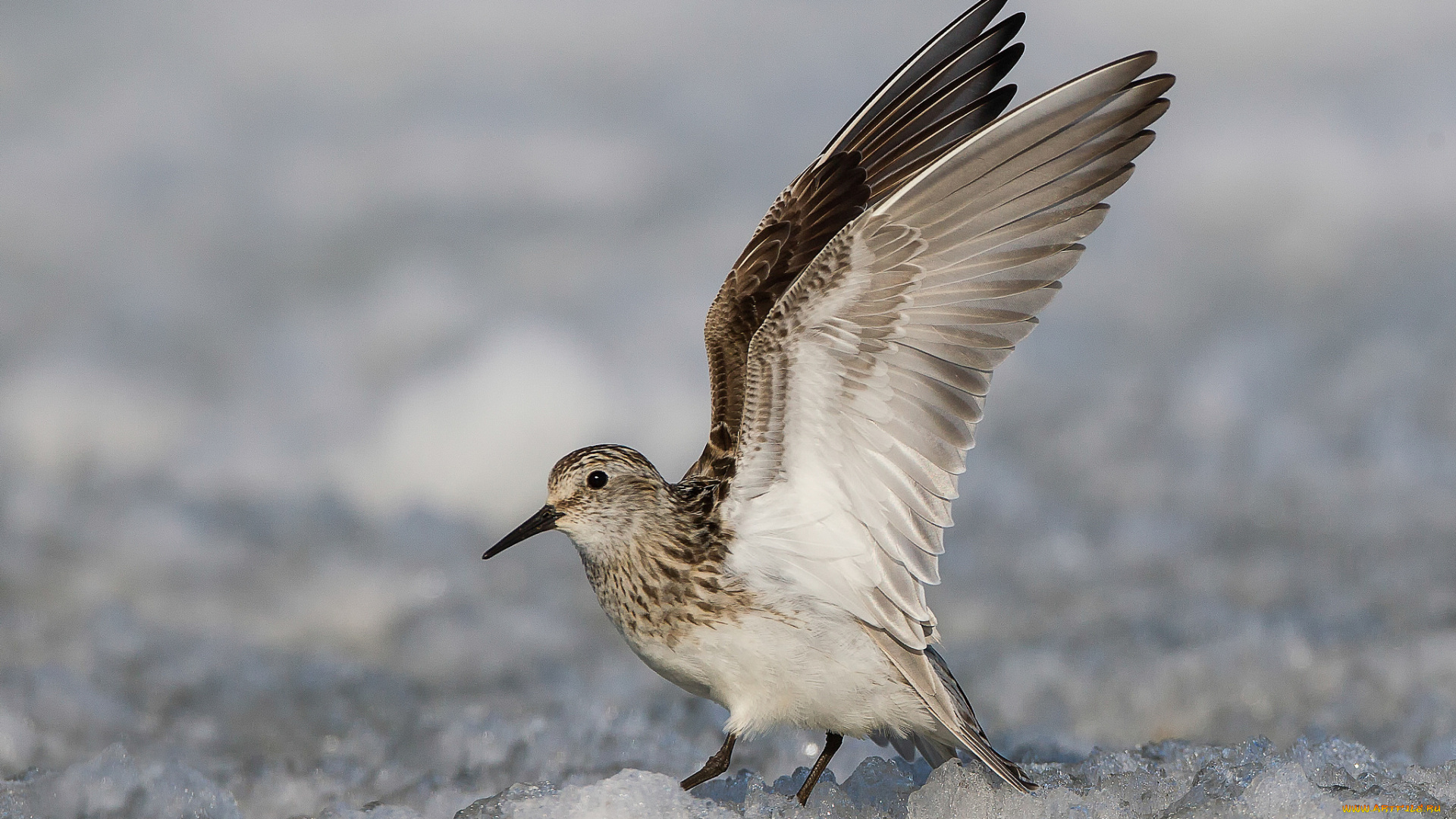 животные, птицы, птица
