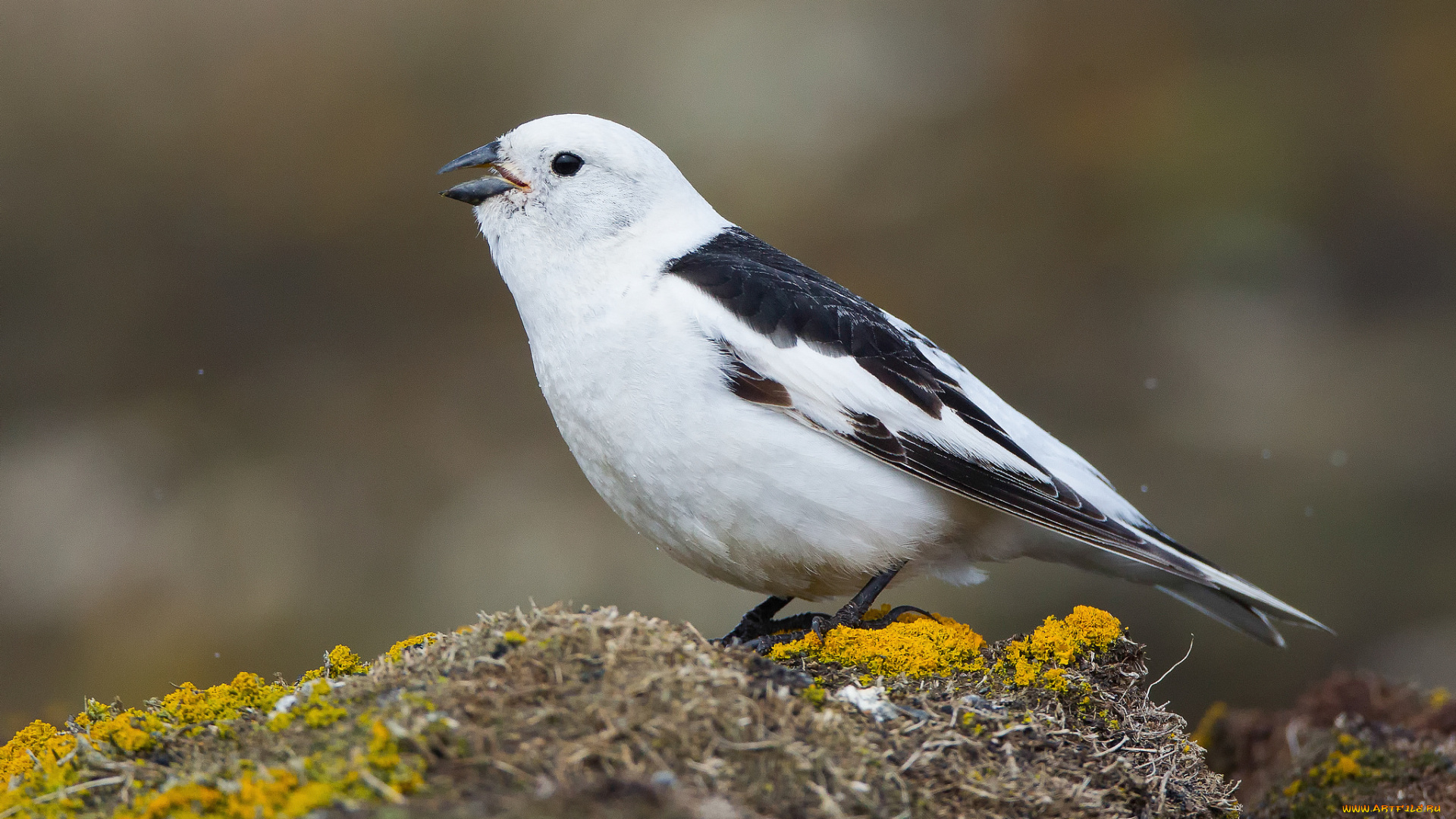 животные, птицы, птица, фон