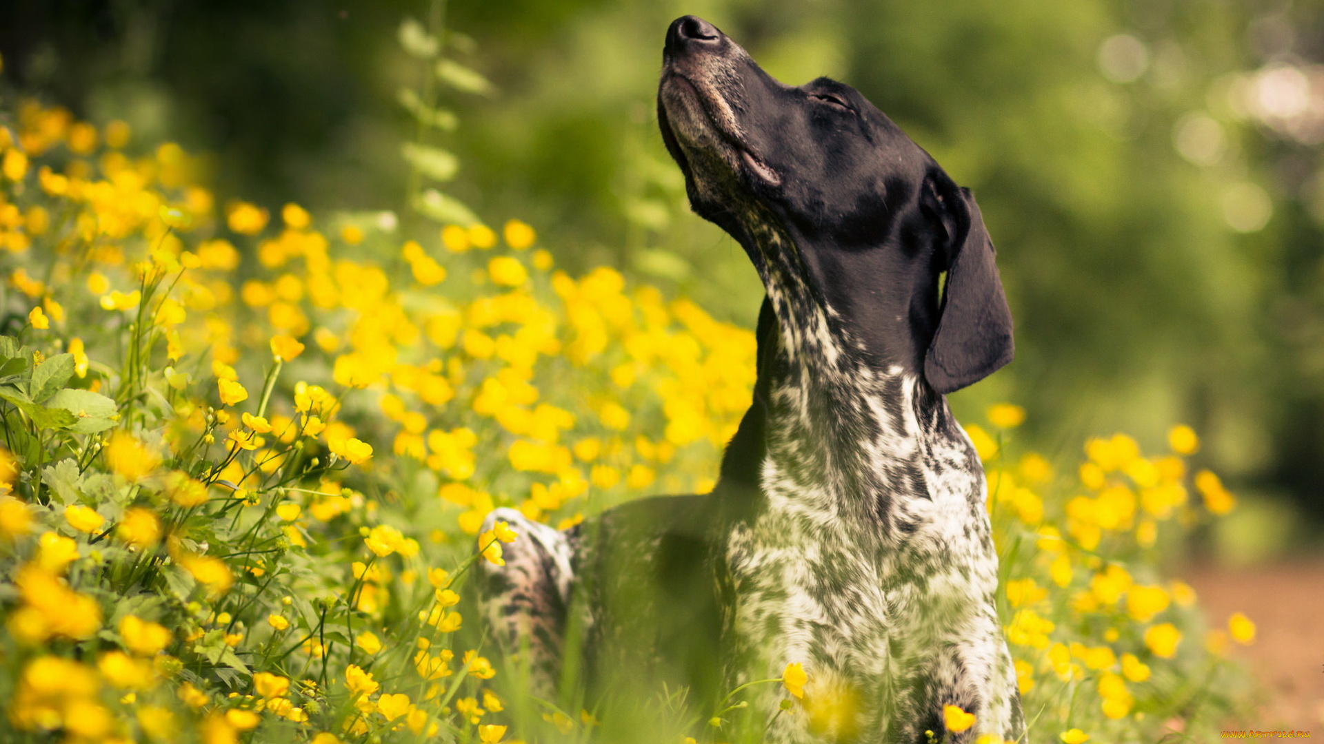 животные, собаки, лето, собака