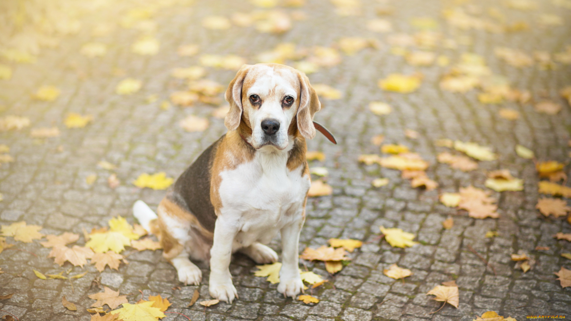 животные, собаки, листья, пес, собака, осень, бигль, взгляд