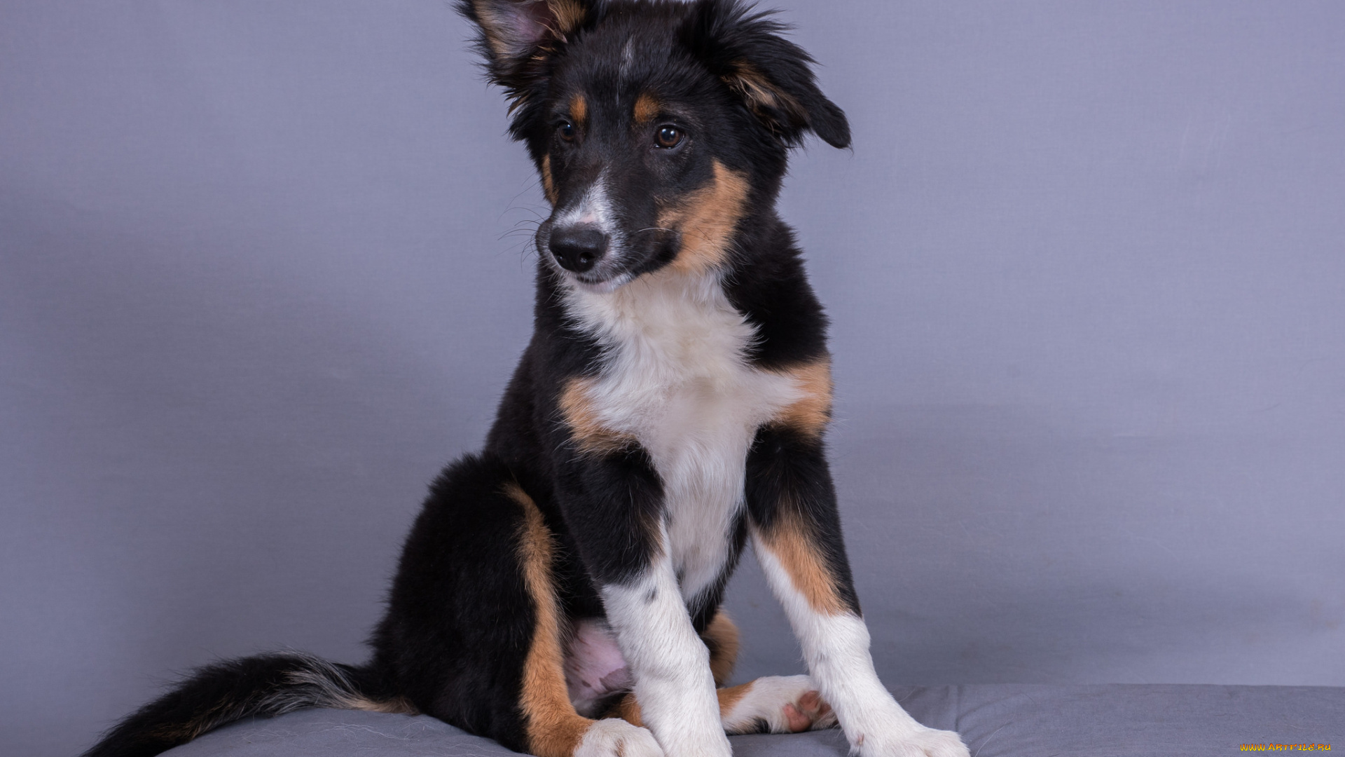 животные, собаки, щенок