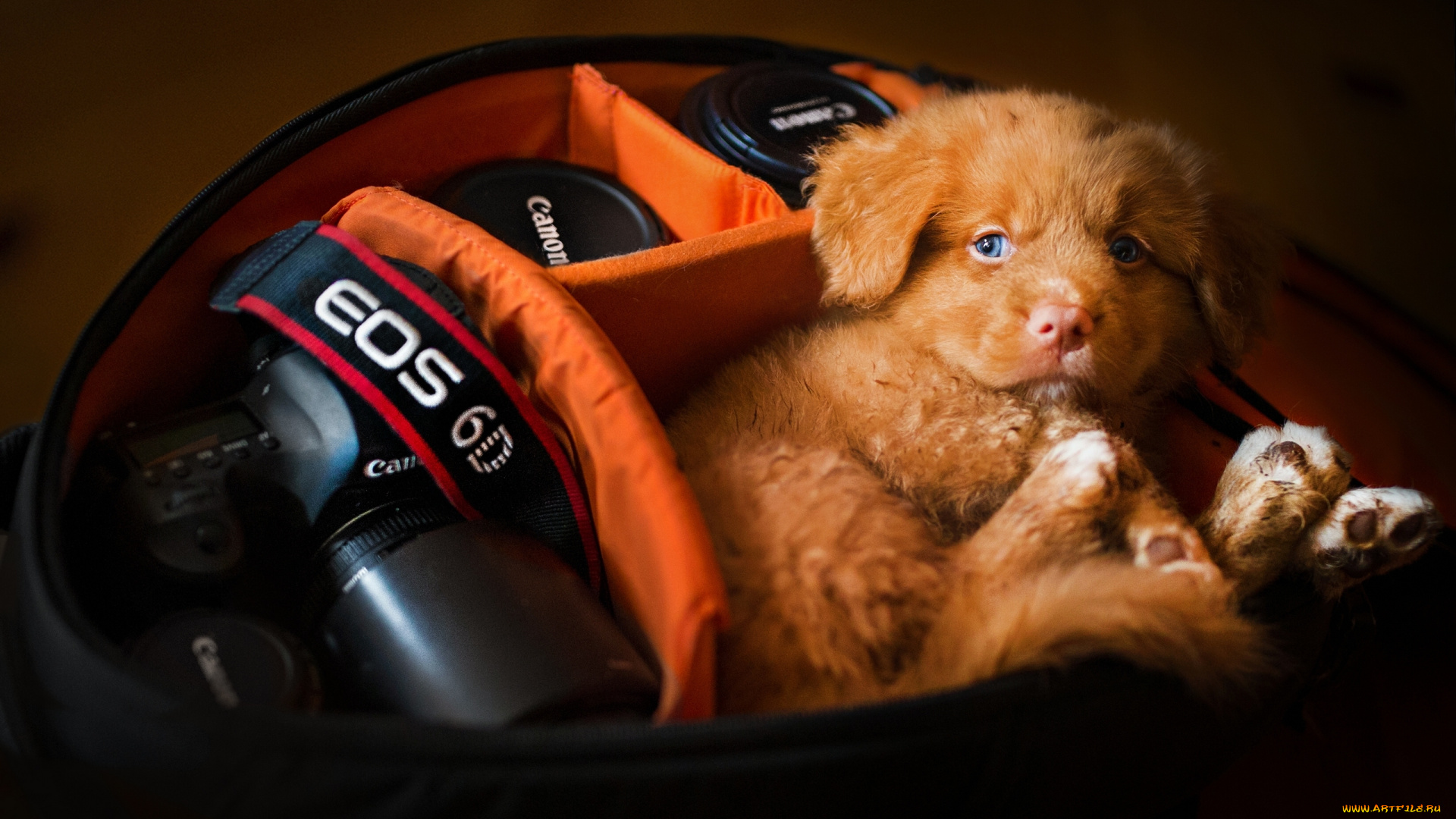 животные, собаки, щенок, ретривер, взгляд, кэнон, фотоаппарат, камера