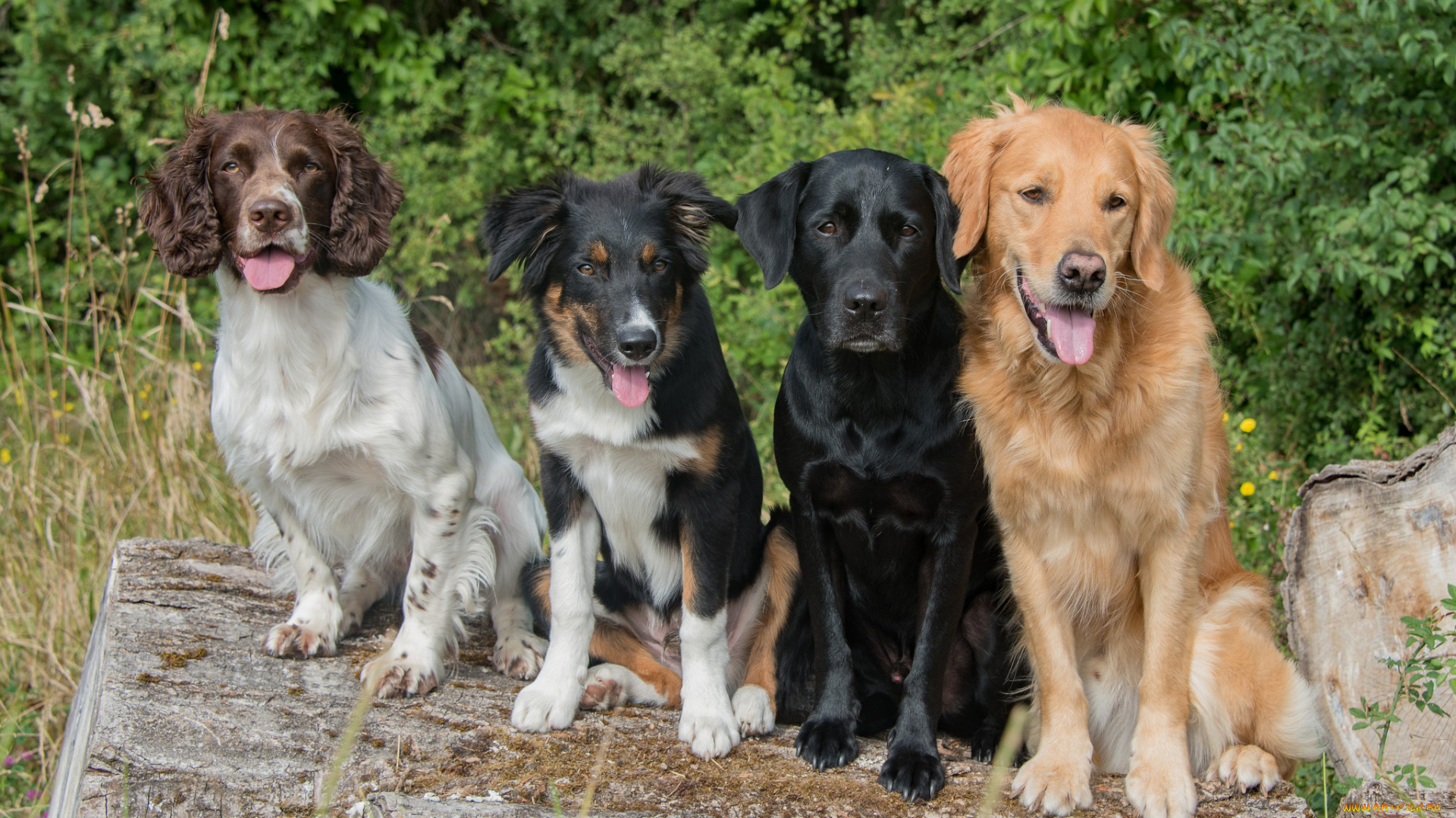 животные, собаки, собачки