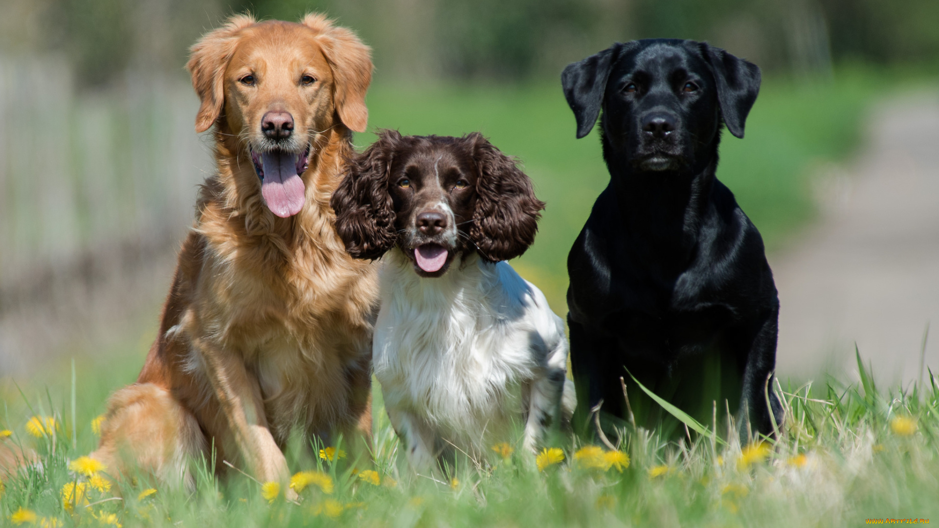 животные, собаки, собачки