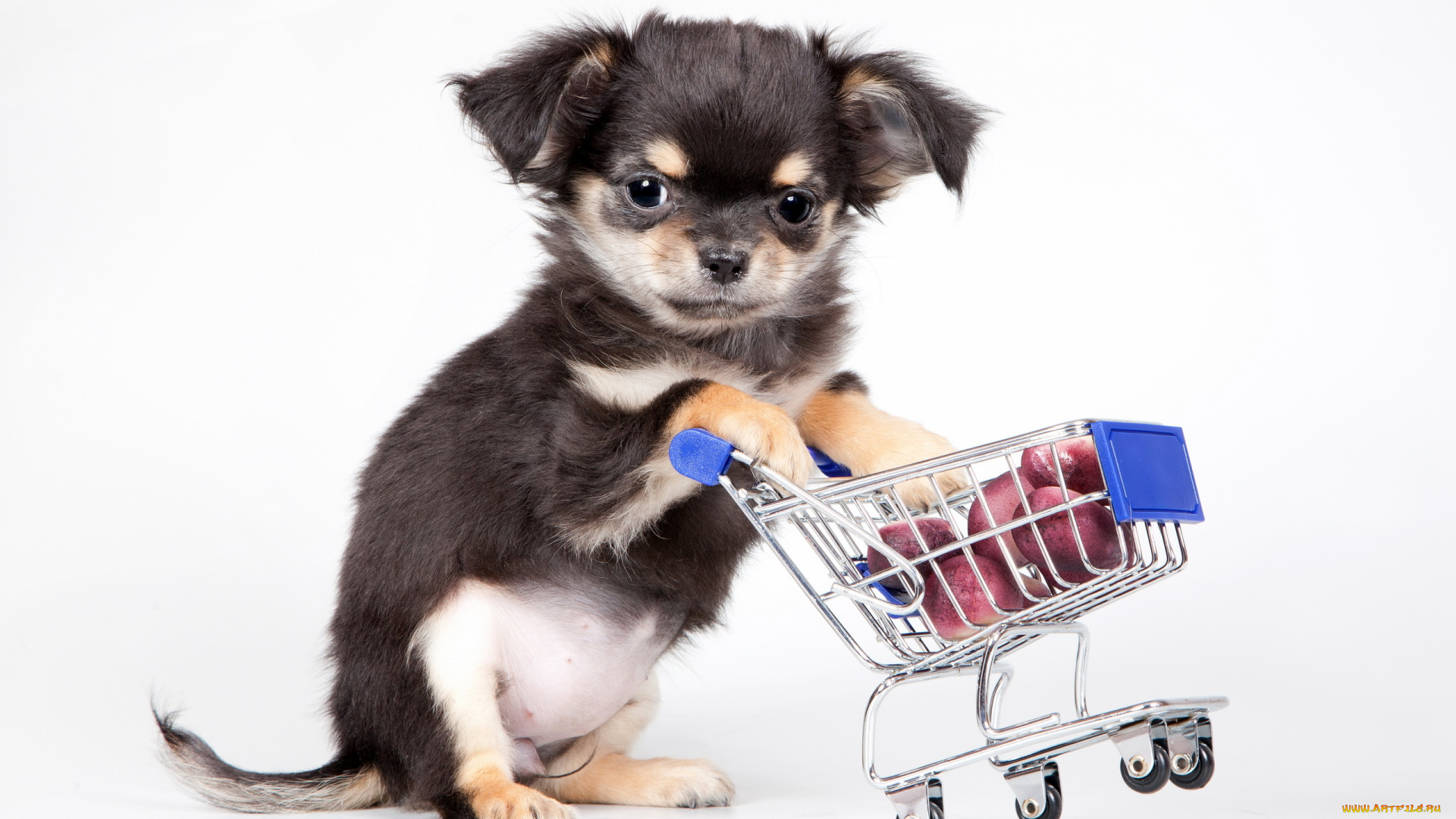 животные, собаки, собака, щенок, фон