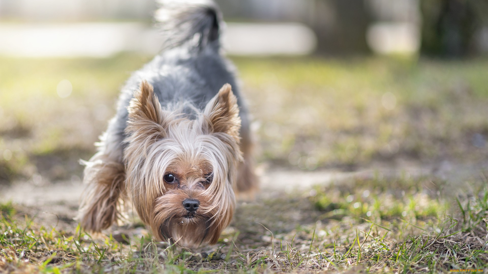 животные, собаки, собака, взгляд, друг