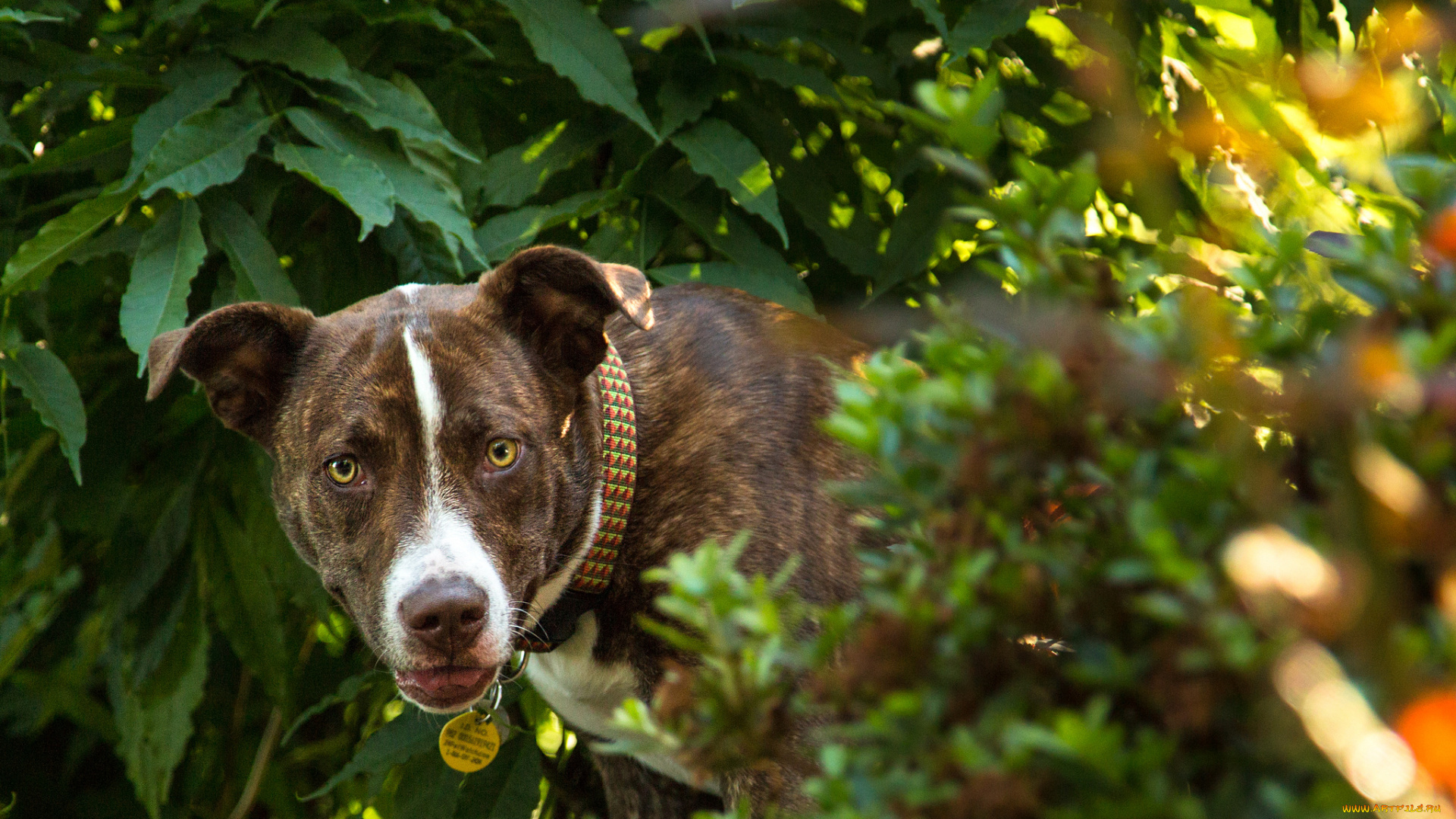 животные, собаки, взгляд, пёс, растения