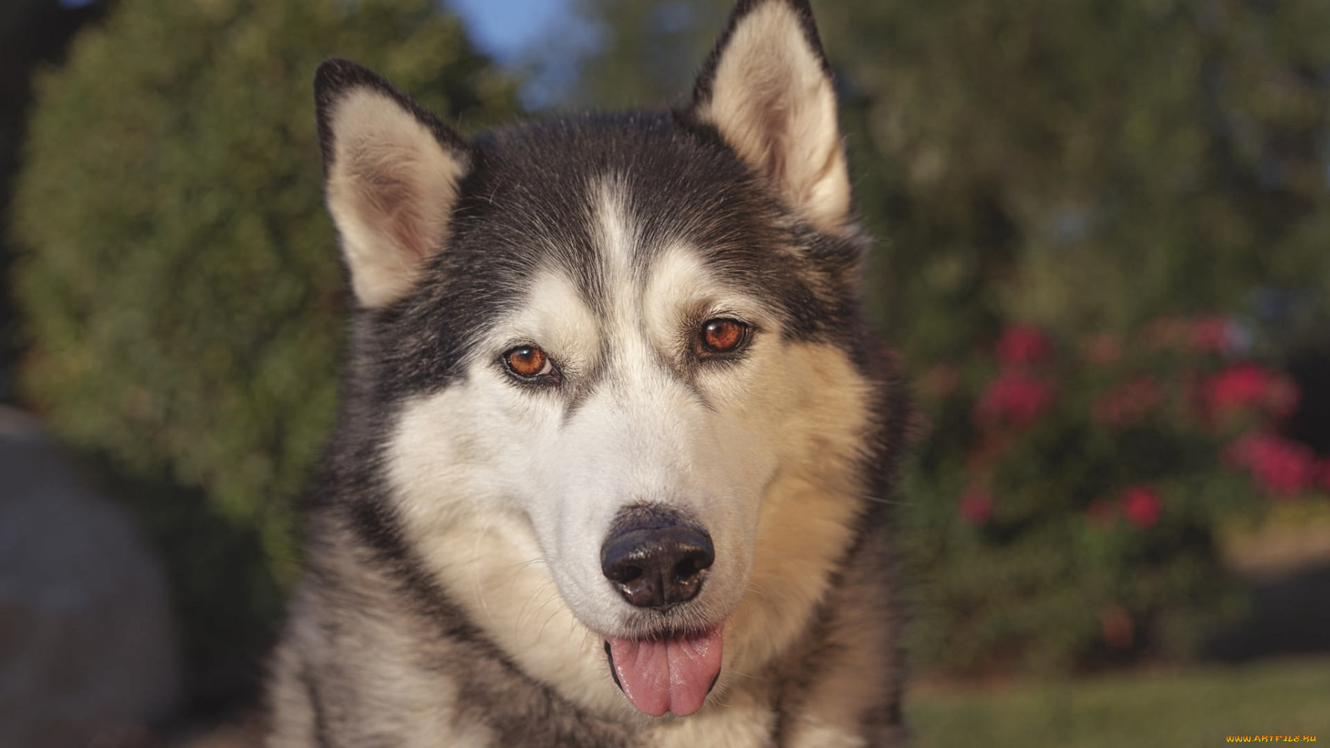 животные, собаки, взгляд, язык, морда, собака, хаски