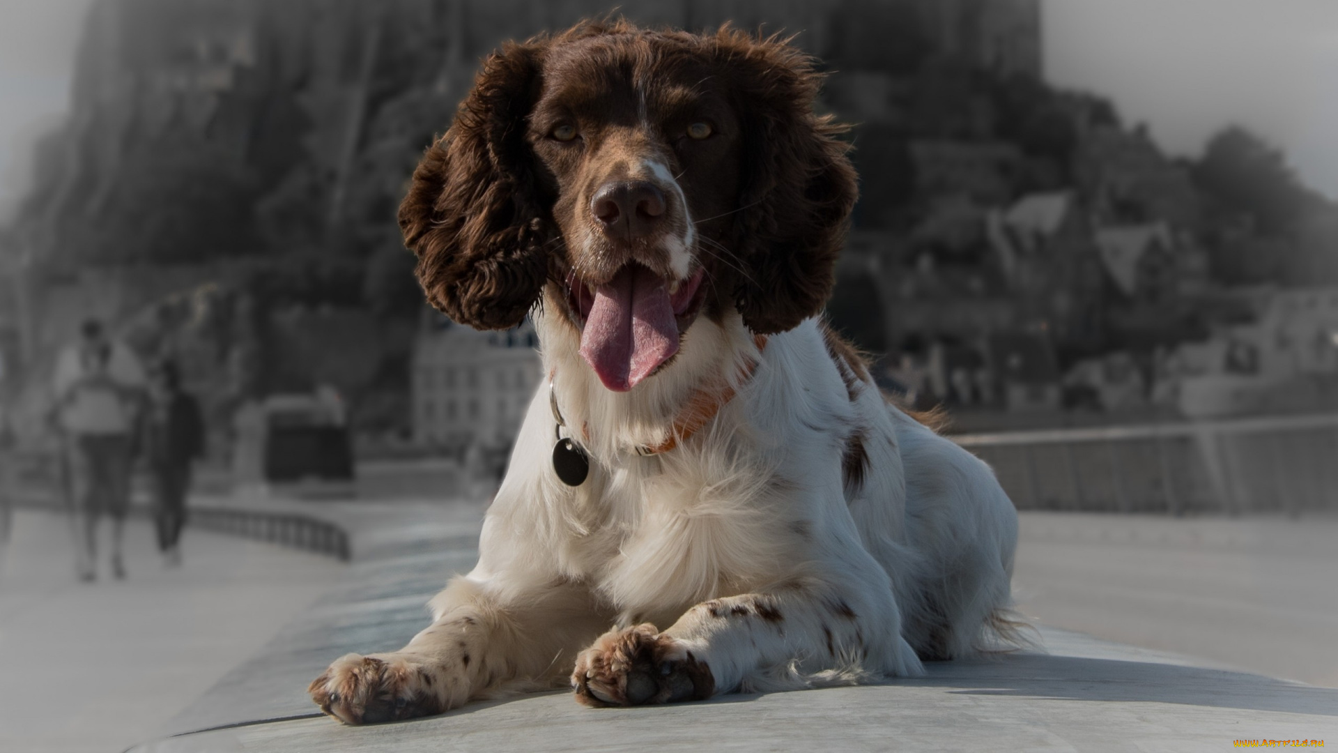 животные, собаки, взгляд, язык, собака