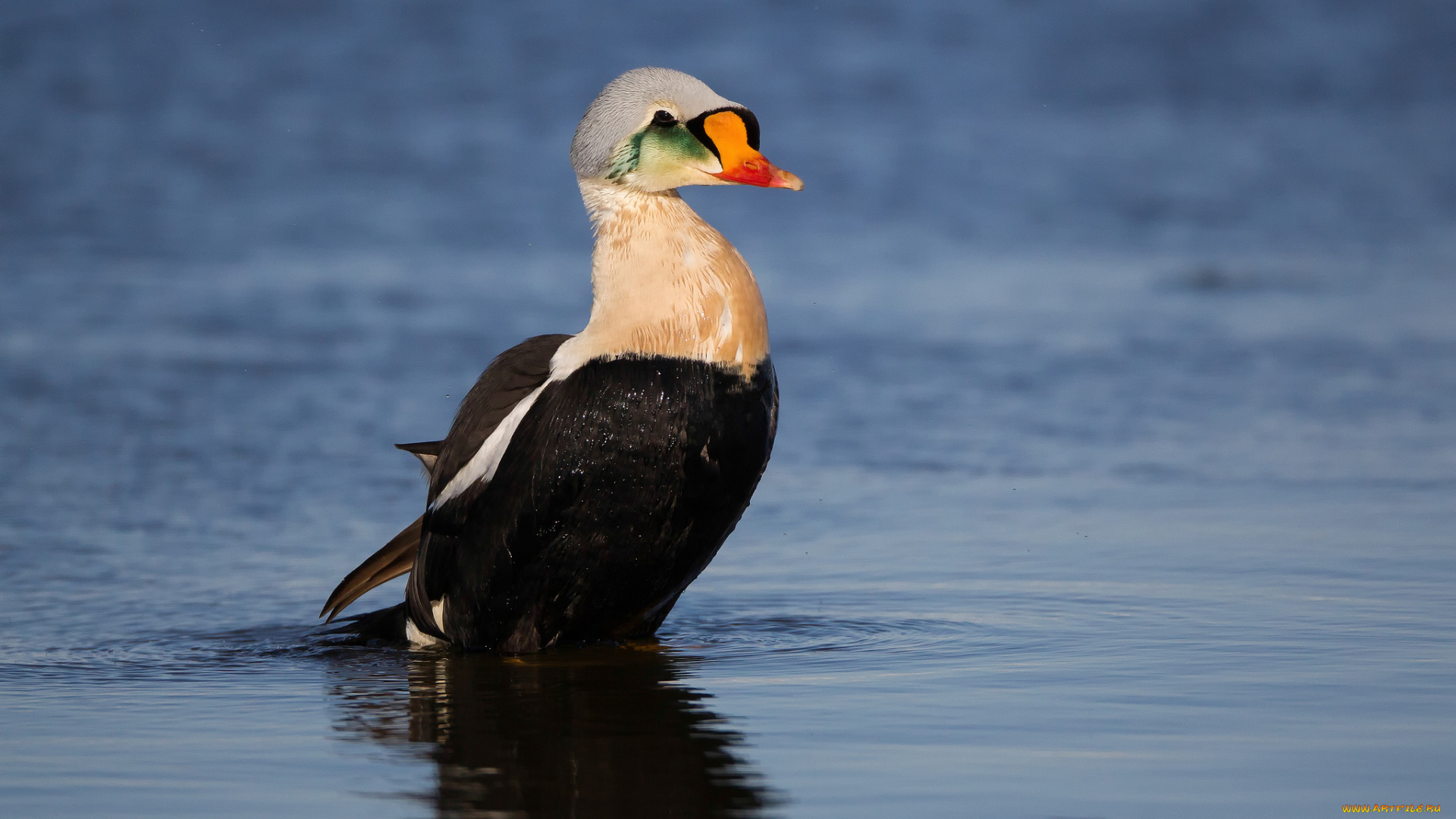 животные, утки, утка, озеро