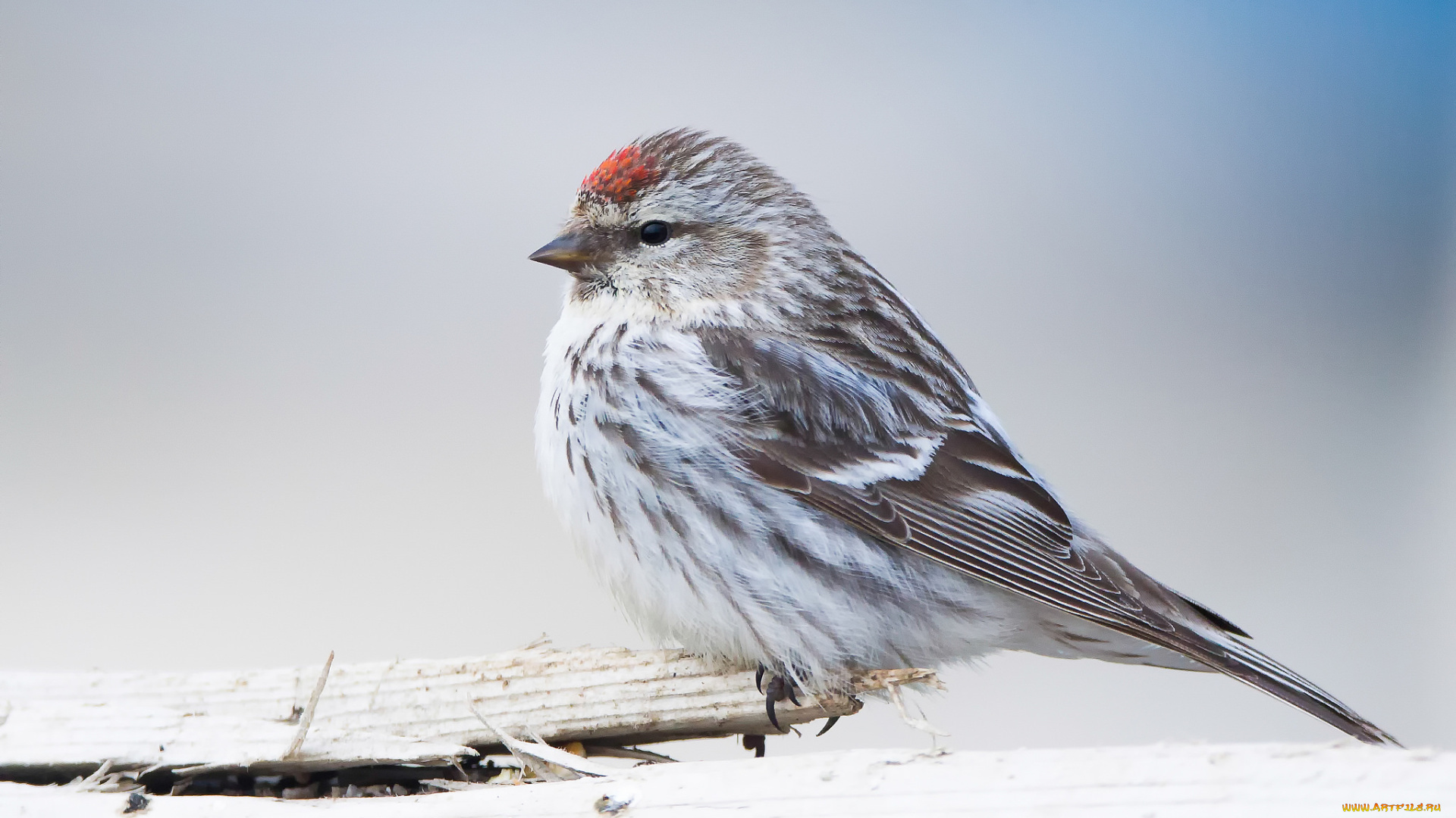 животные, воробьи, птичка