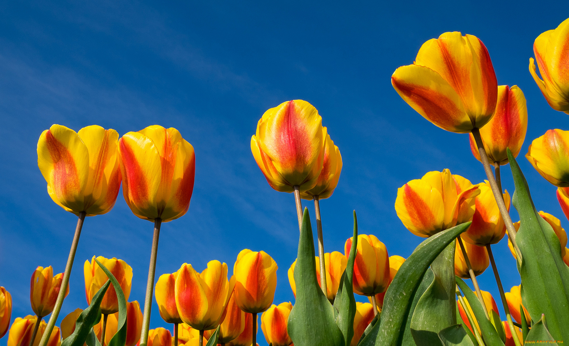 цветы, тюльпаны, лепестки, листья, небо, природа