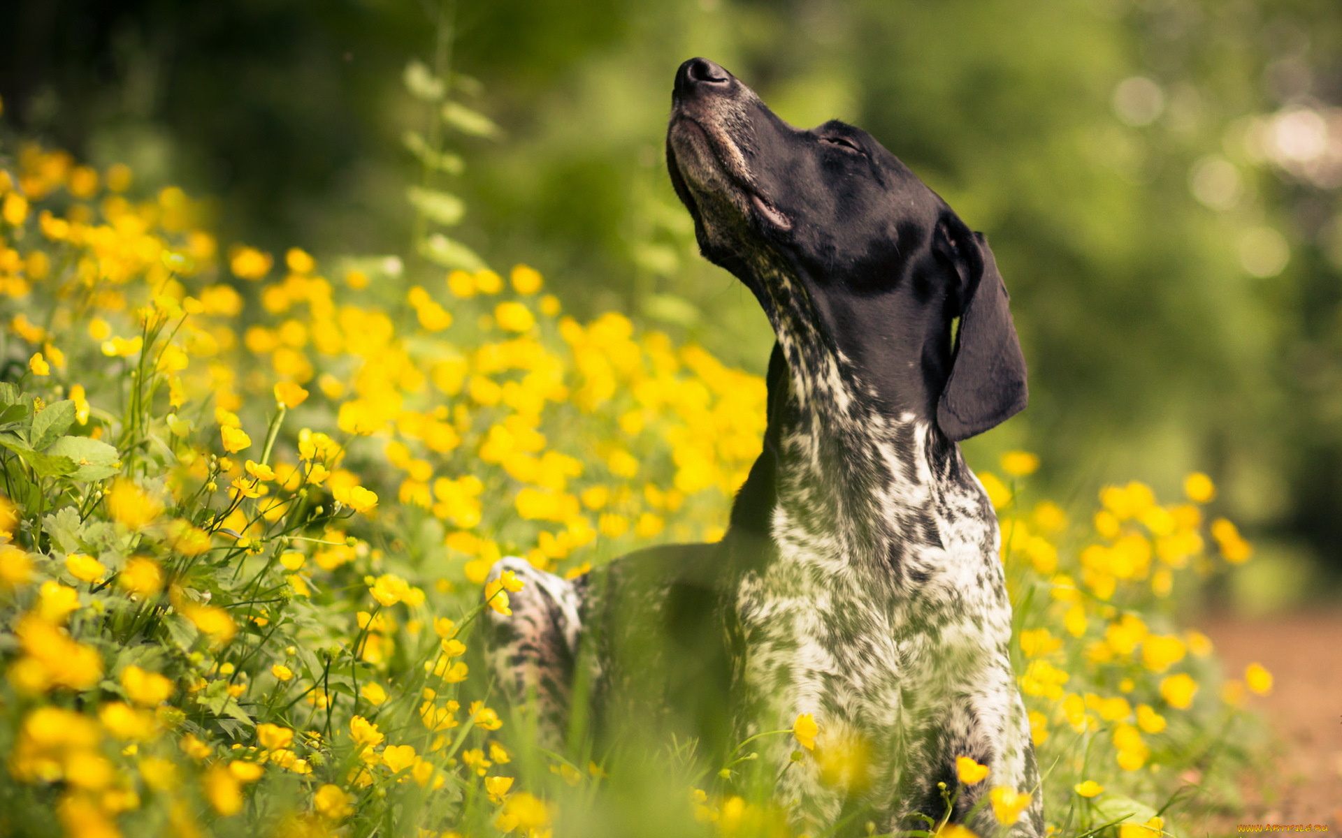 животные, собаки, лето, собака