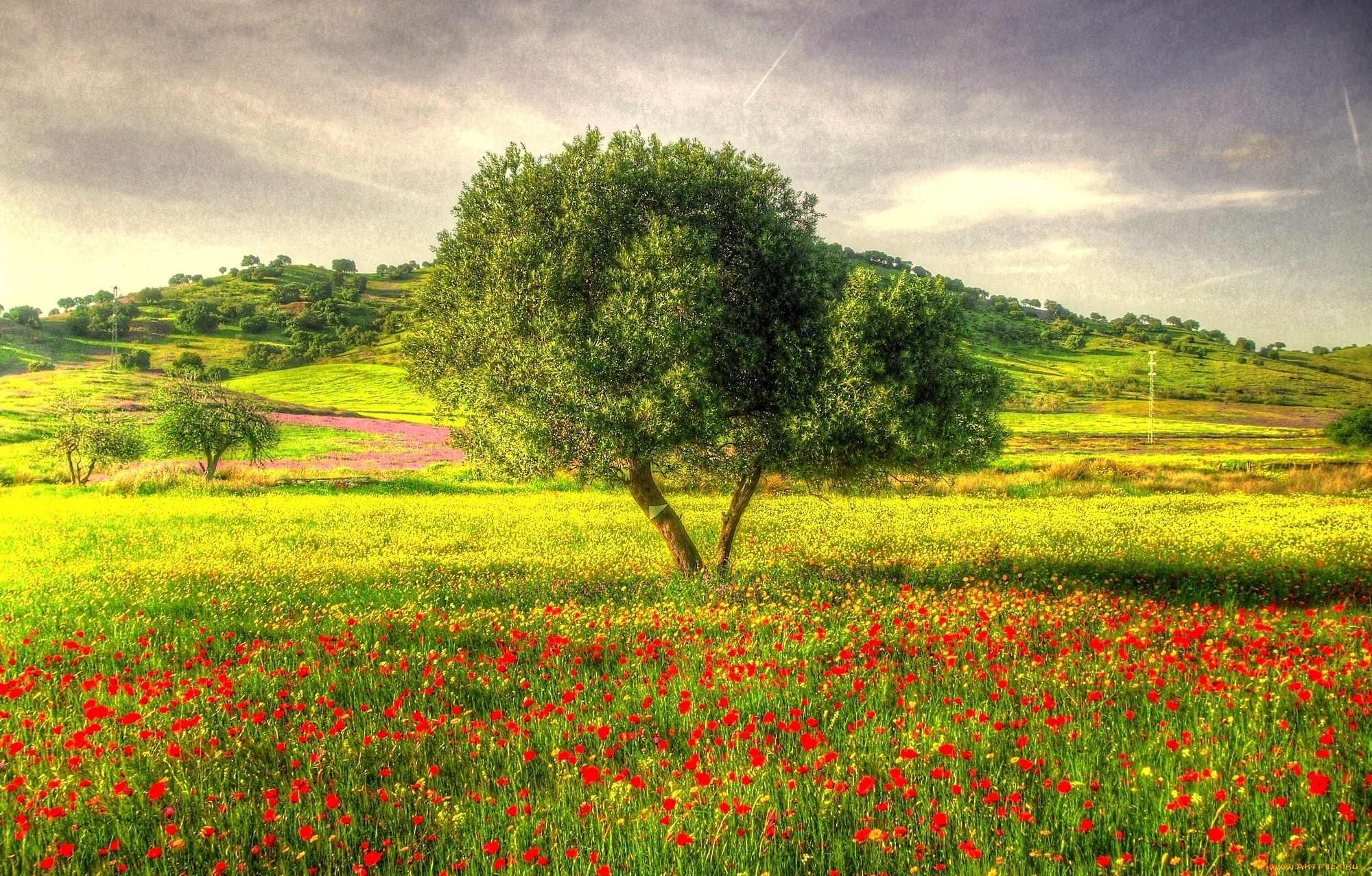 природа, деревья, hdr, дерево, трава, маки, луг