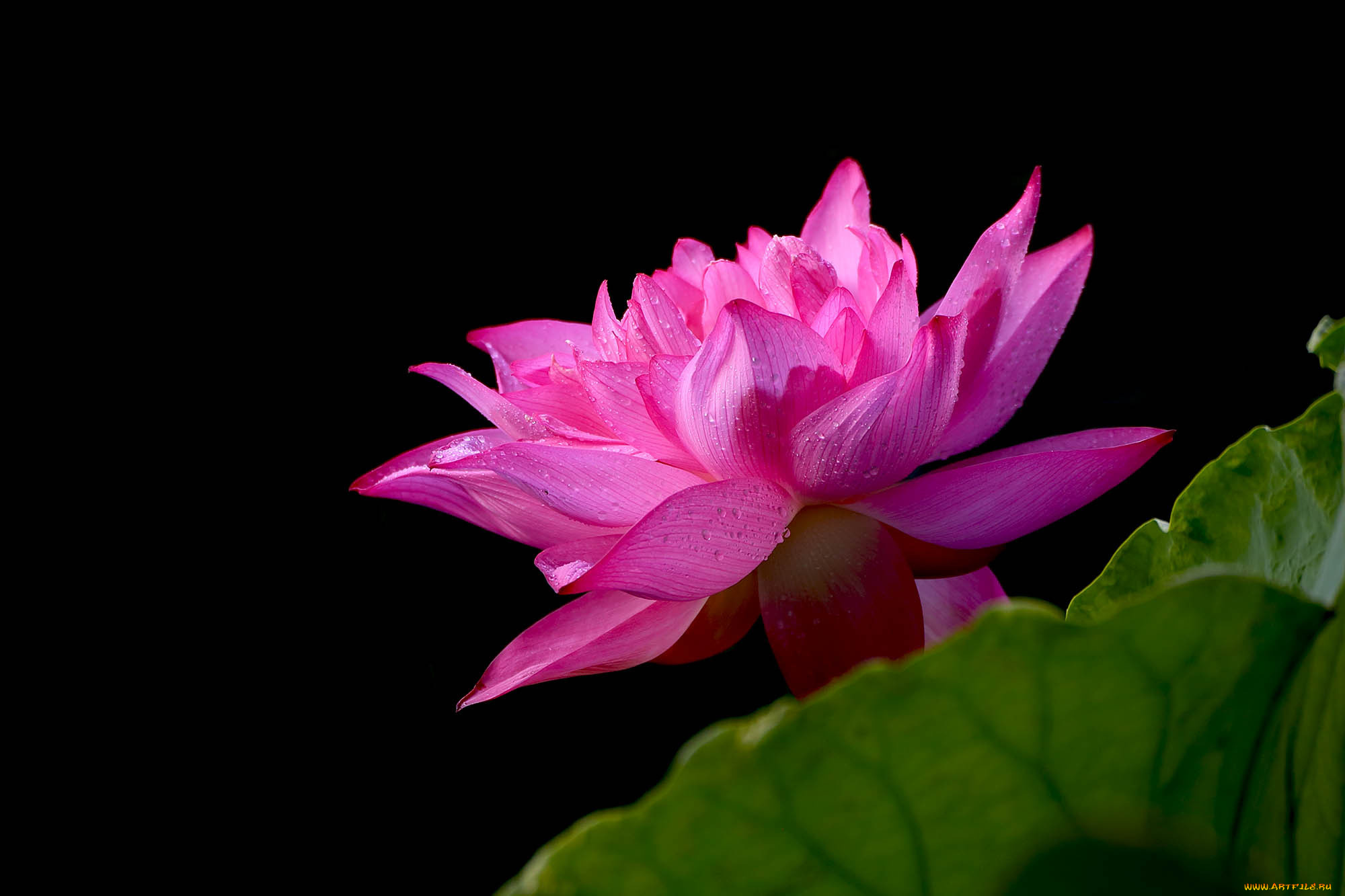 цветы, лотосы, лепестки, бутон, фон