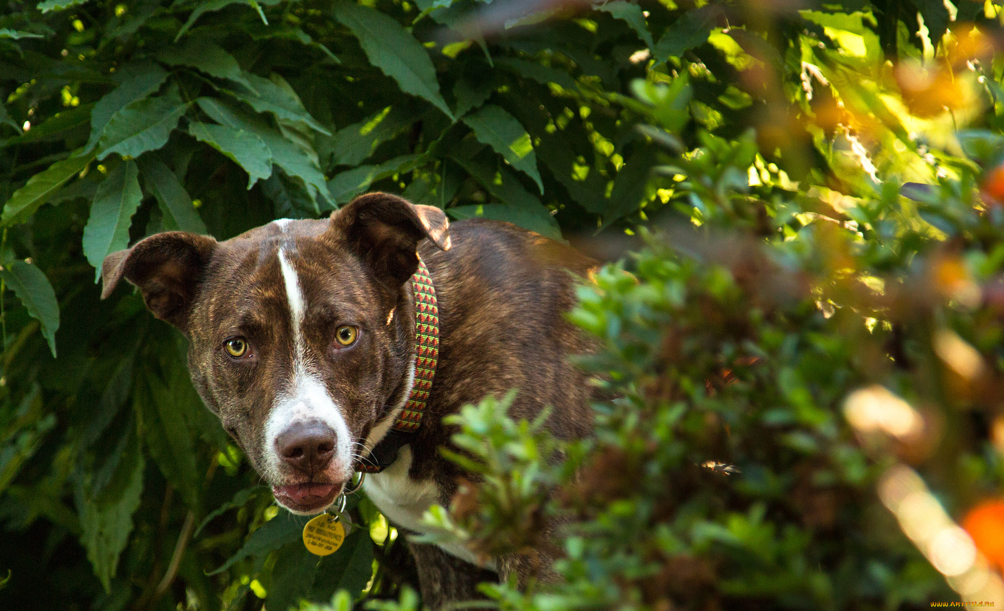 животные, собаки, взгляд, пёс, растения