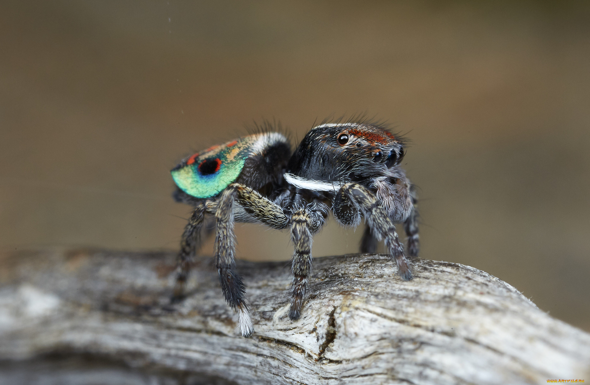 животные, пауки, джампер, глазки, лапки, паук, макро
