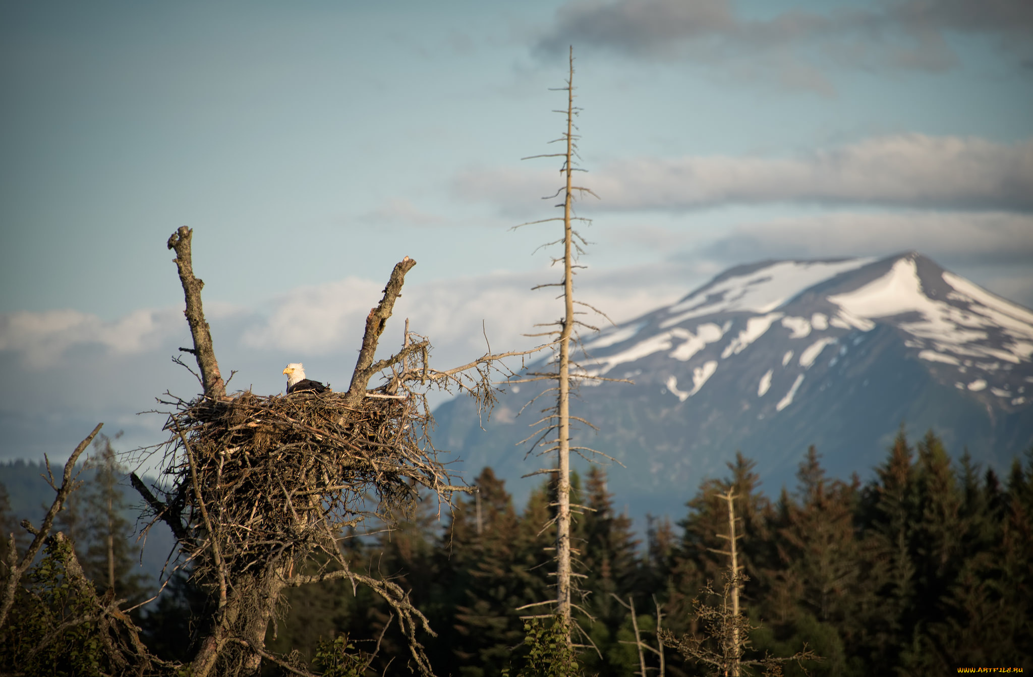 животные, гнезда, птиц, пейзаж, орёл, гнездо