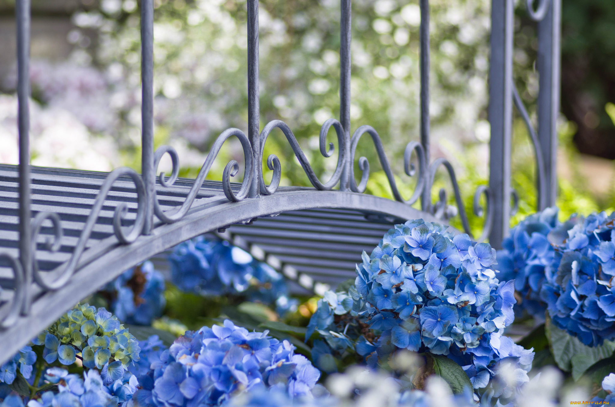 цветы, гортензия, мост