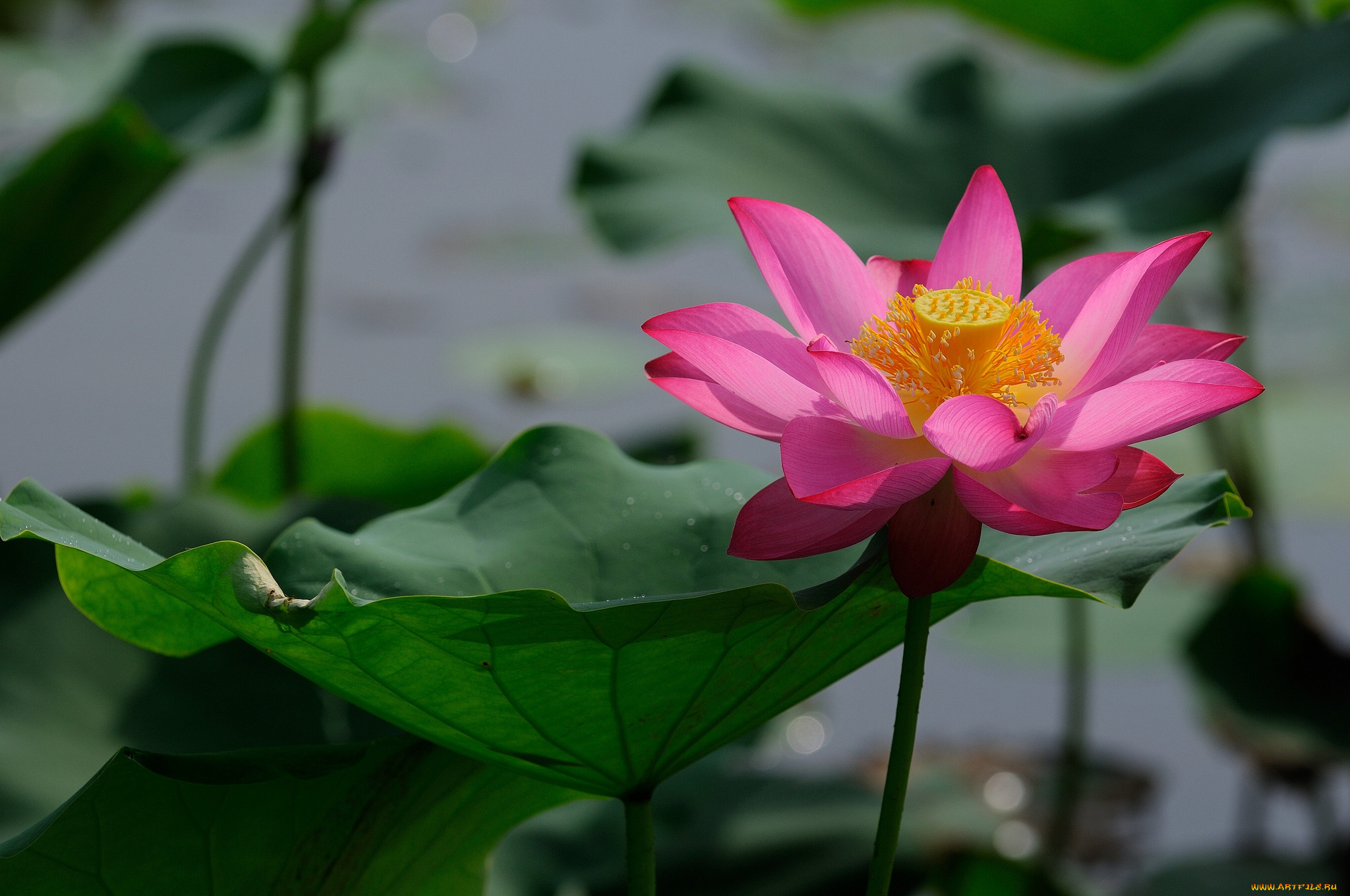 цветы, лотосы, цветок, вода