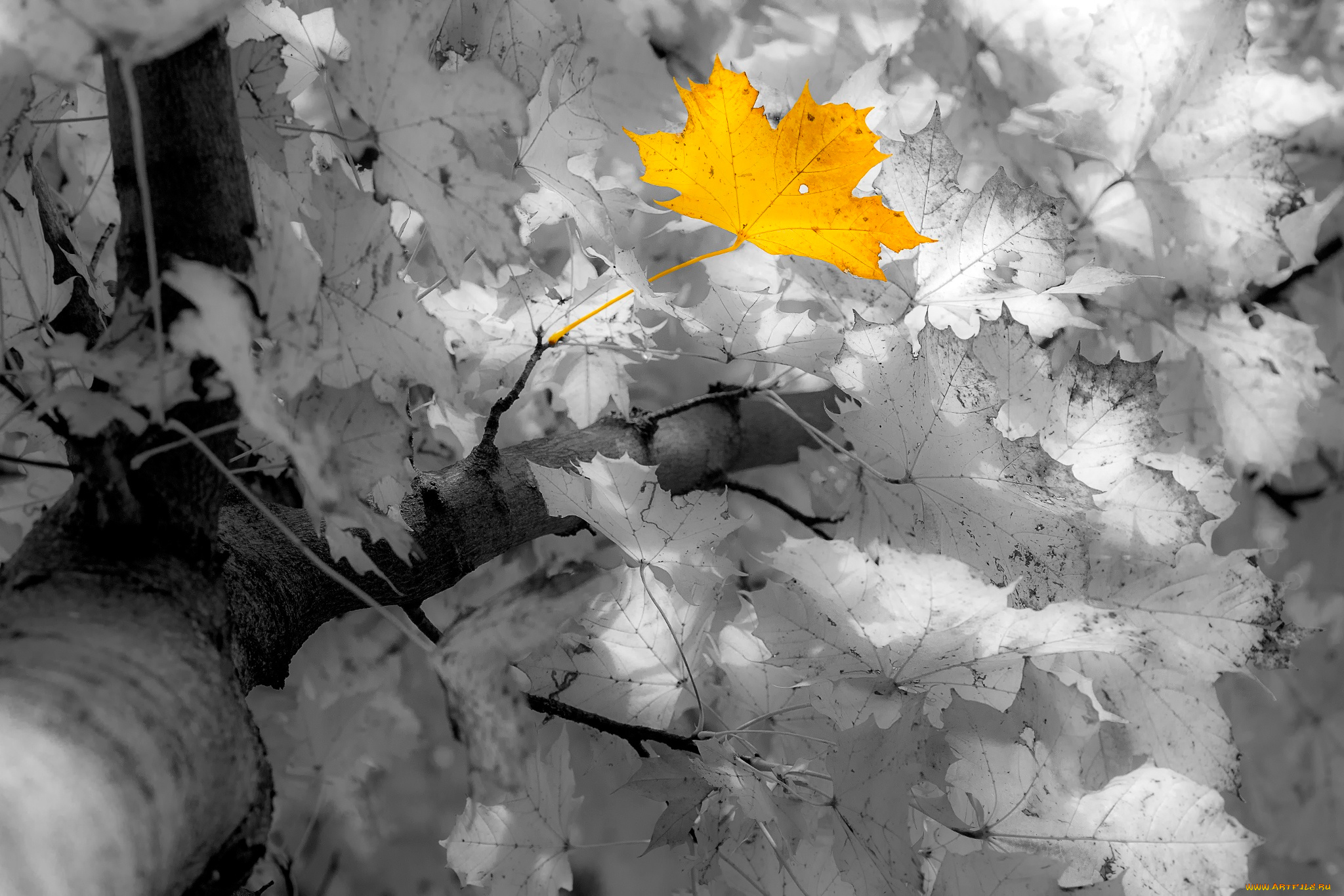 природа, листья, manfred, sket, клён, осень