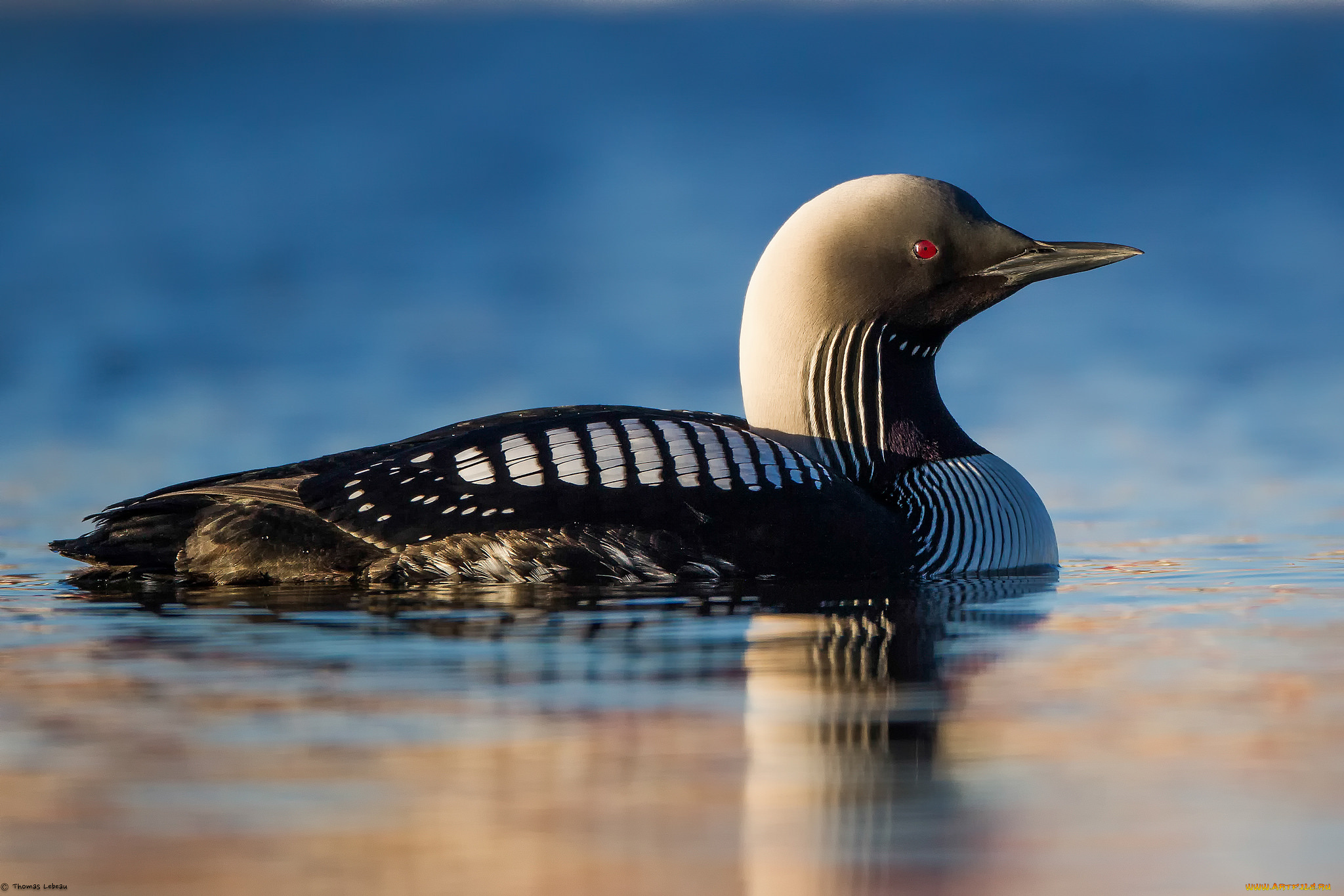 животные, Чомги, , поганки, озеро, птица